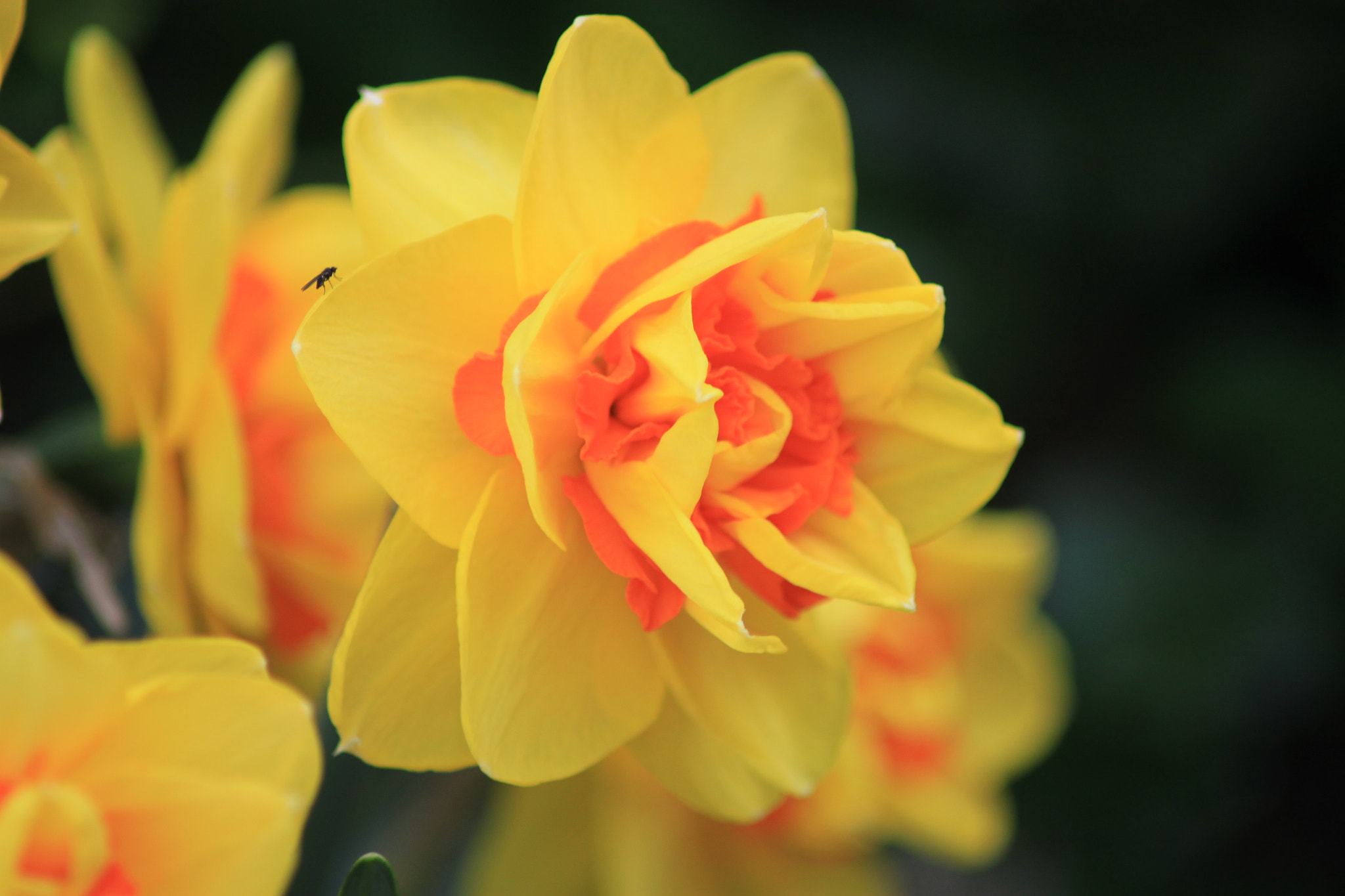 Canon EOS 500D (EOS Rebel T1i / EOS Kiss X3) sample photo. Spring photography