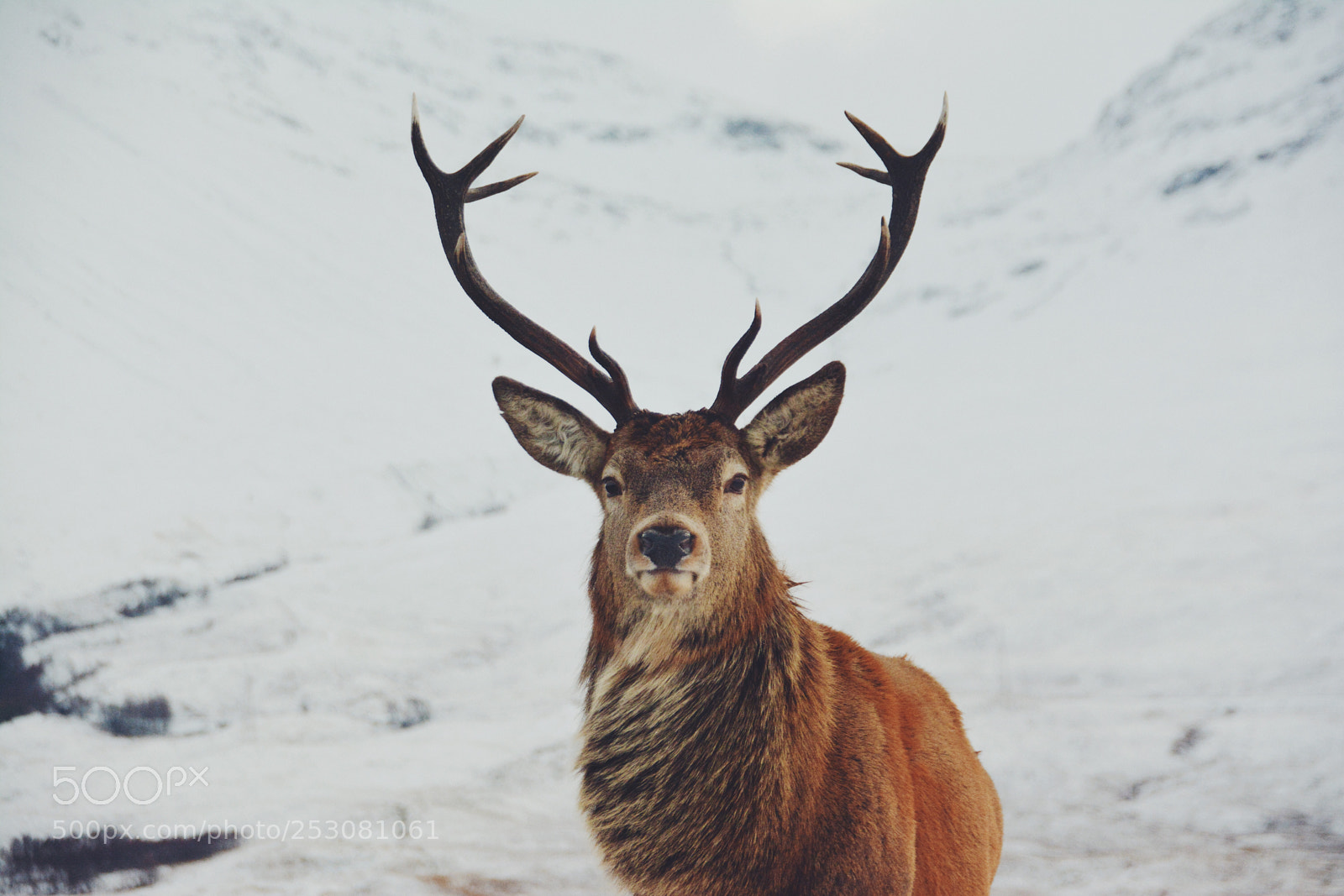 Nikon D7100 sample photo. Majestic stag photography