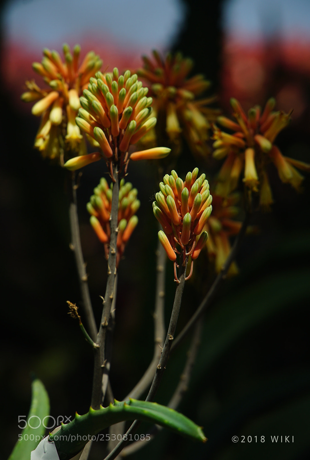 Sony a5100 sample photo. Aloe flower photography
