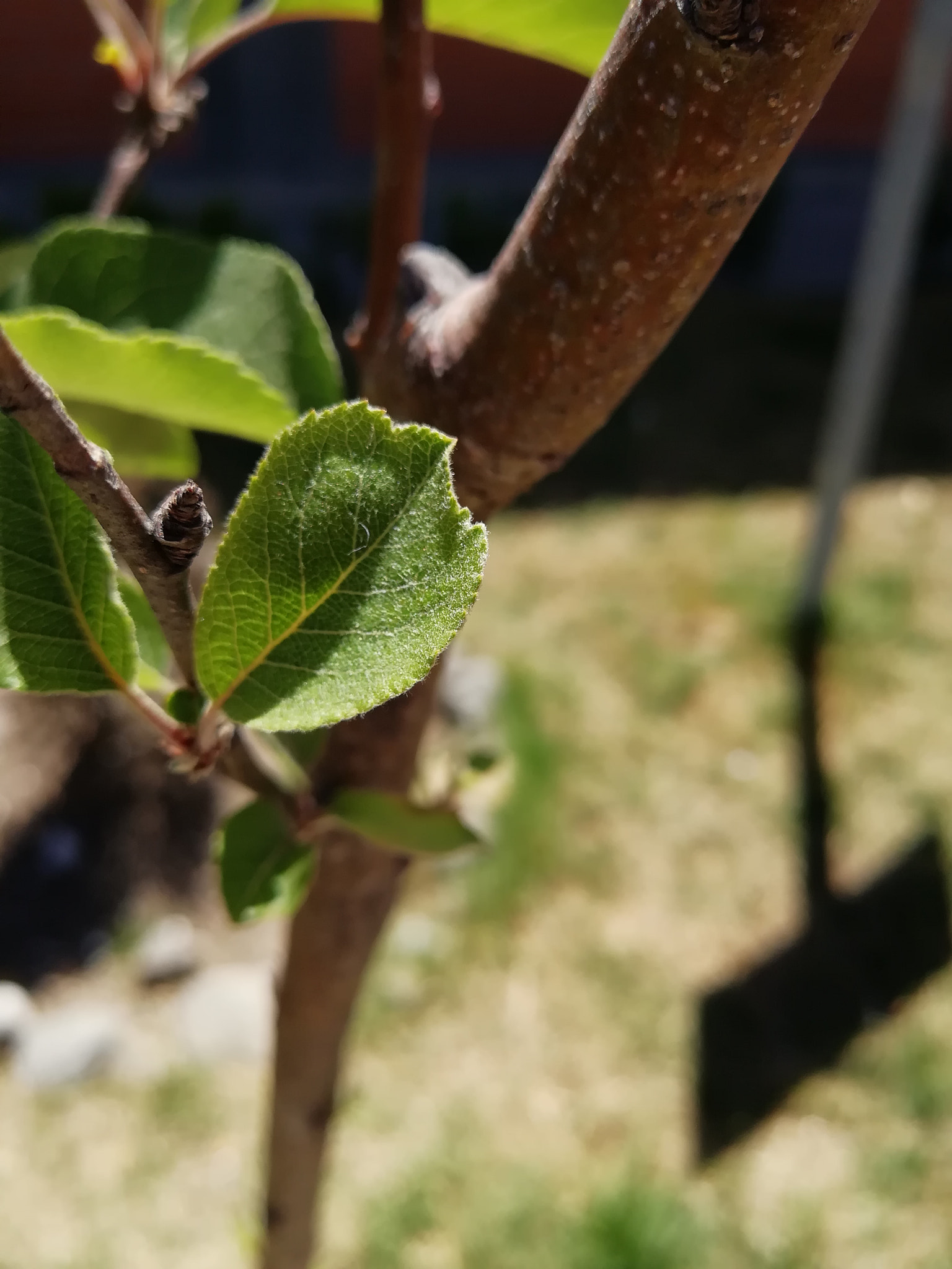 HUAWEI nova 2 Plus sample photo