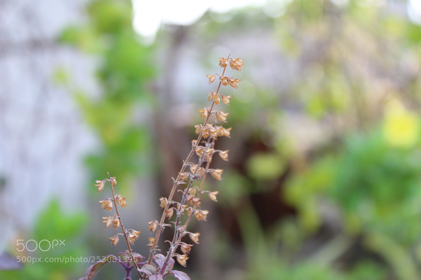 Canon EOS 1300D (EOS Rebel T6 / EOS Kiss X80) sample photo. Img photography