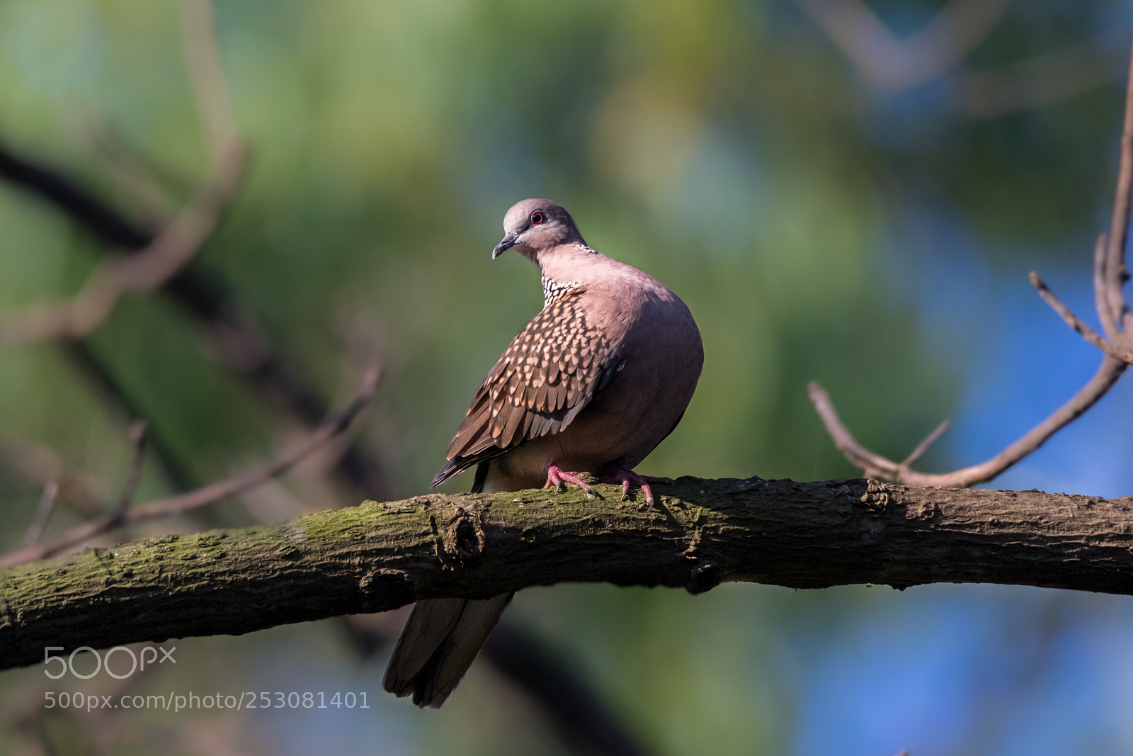 Canon EOS 7D Mark II sample photo. Spotted dove photography