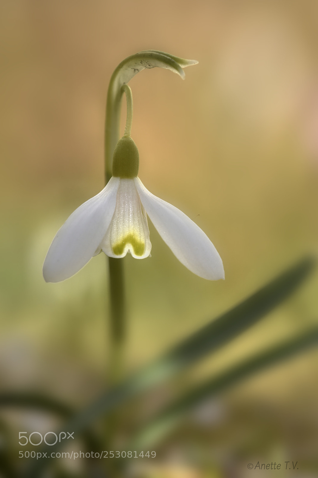 Nikon D5500 sample photo. In the light .. photography