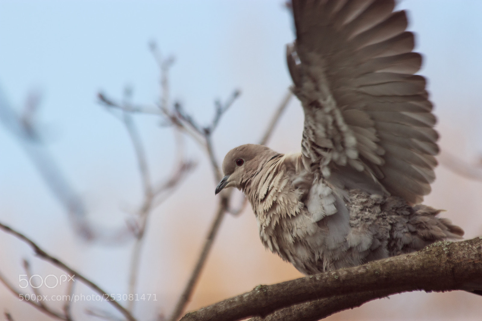 Canon EOS 600D (Rebel EOS T3i / EOS Kiss X5) sample photo. Streptopelia decaocto photography