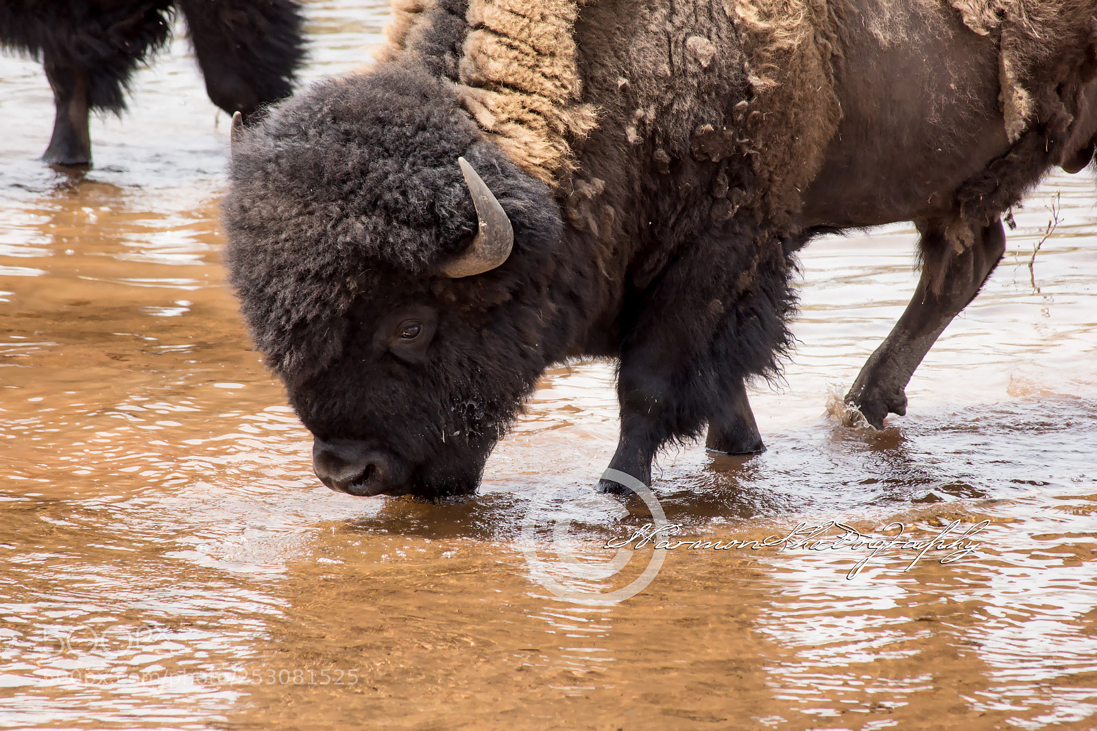 Canon EOS 60D sample photo. Drinking buffalo photography