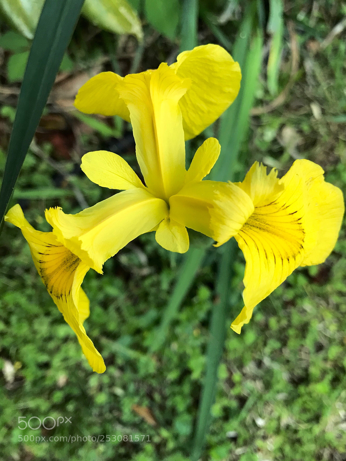 Apple iPhone 7 Plus sample photo. Yellow glory photography