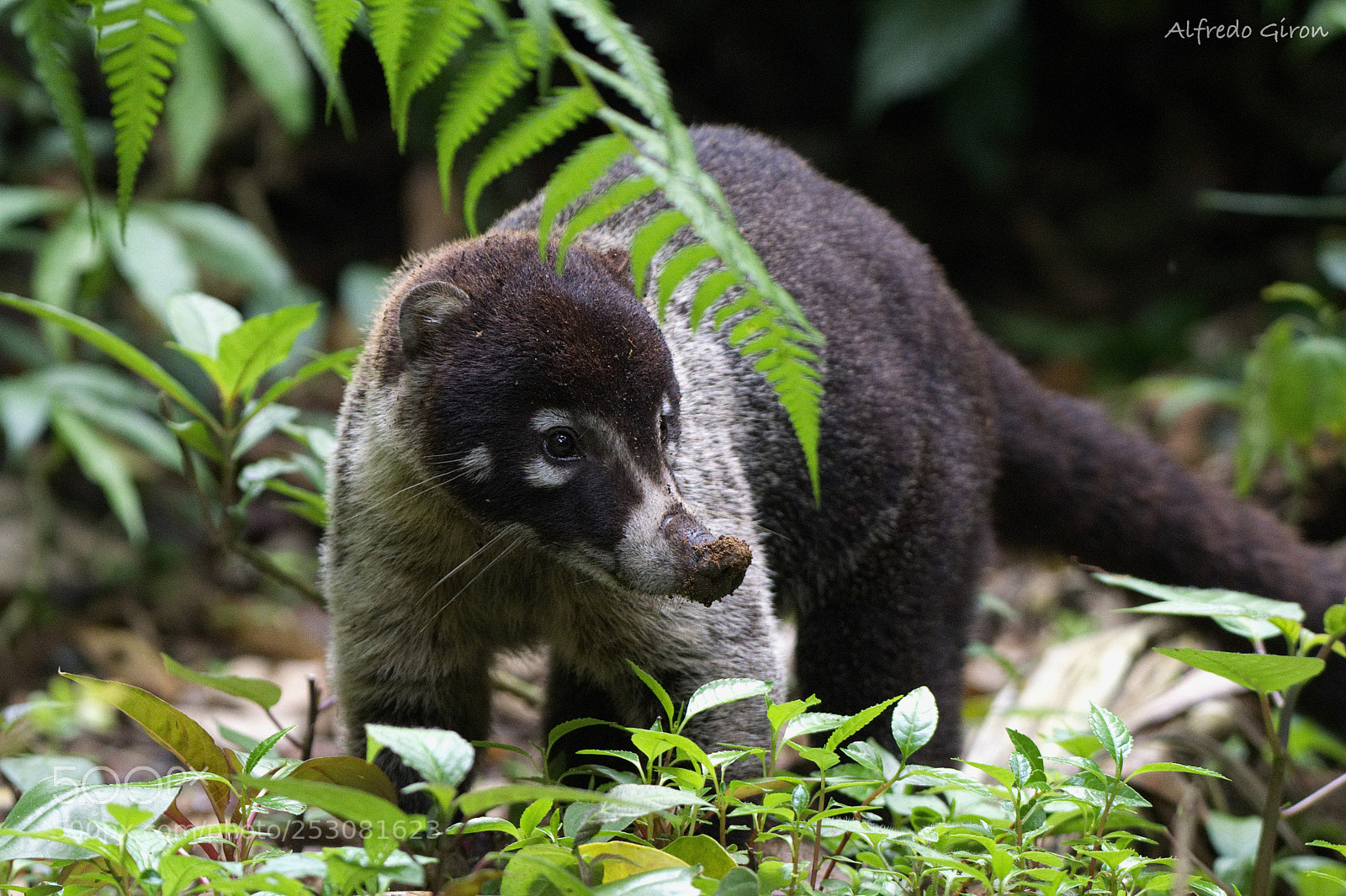 Nikon D500 sample photo. Coati photography