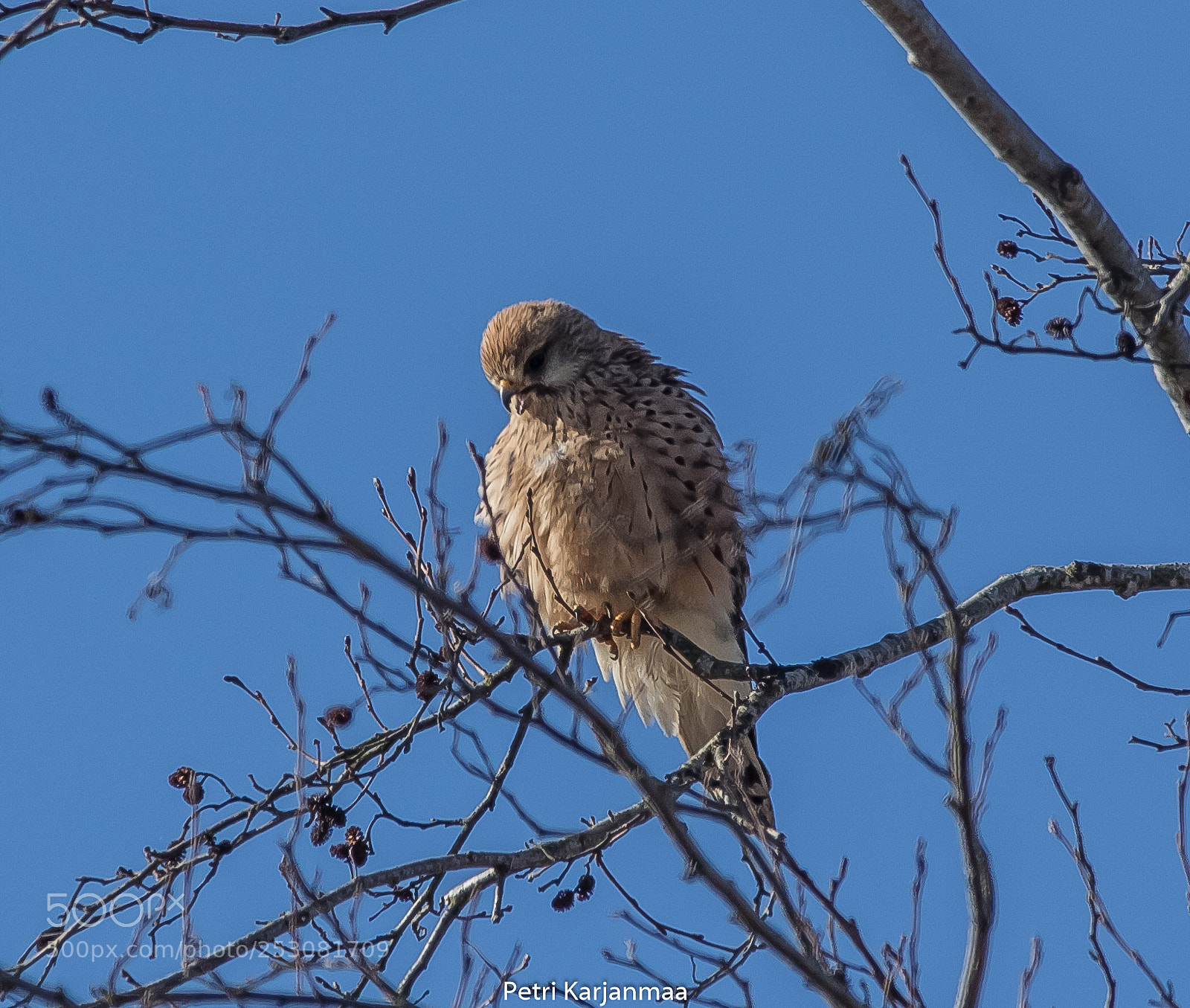 Canon EOS 7D Mark II sample photo. The predator waits photography