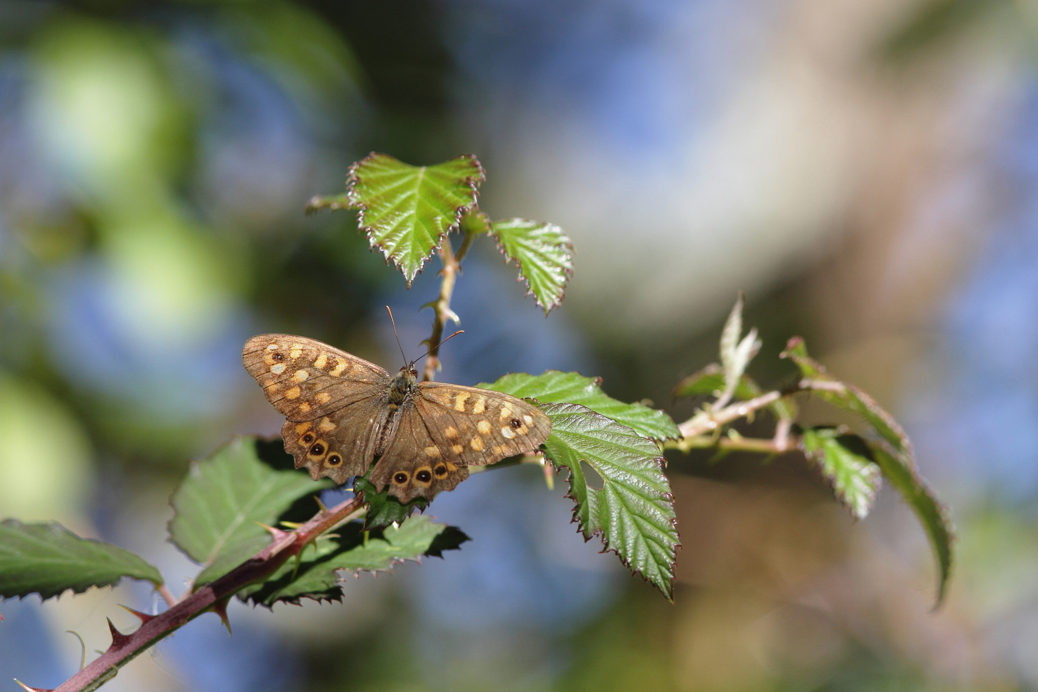 Canon EF 300mm F4L IS USM sample photo. .. photography