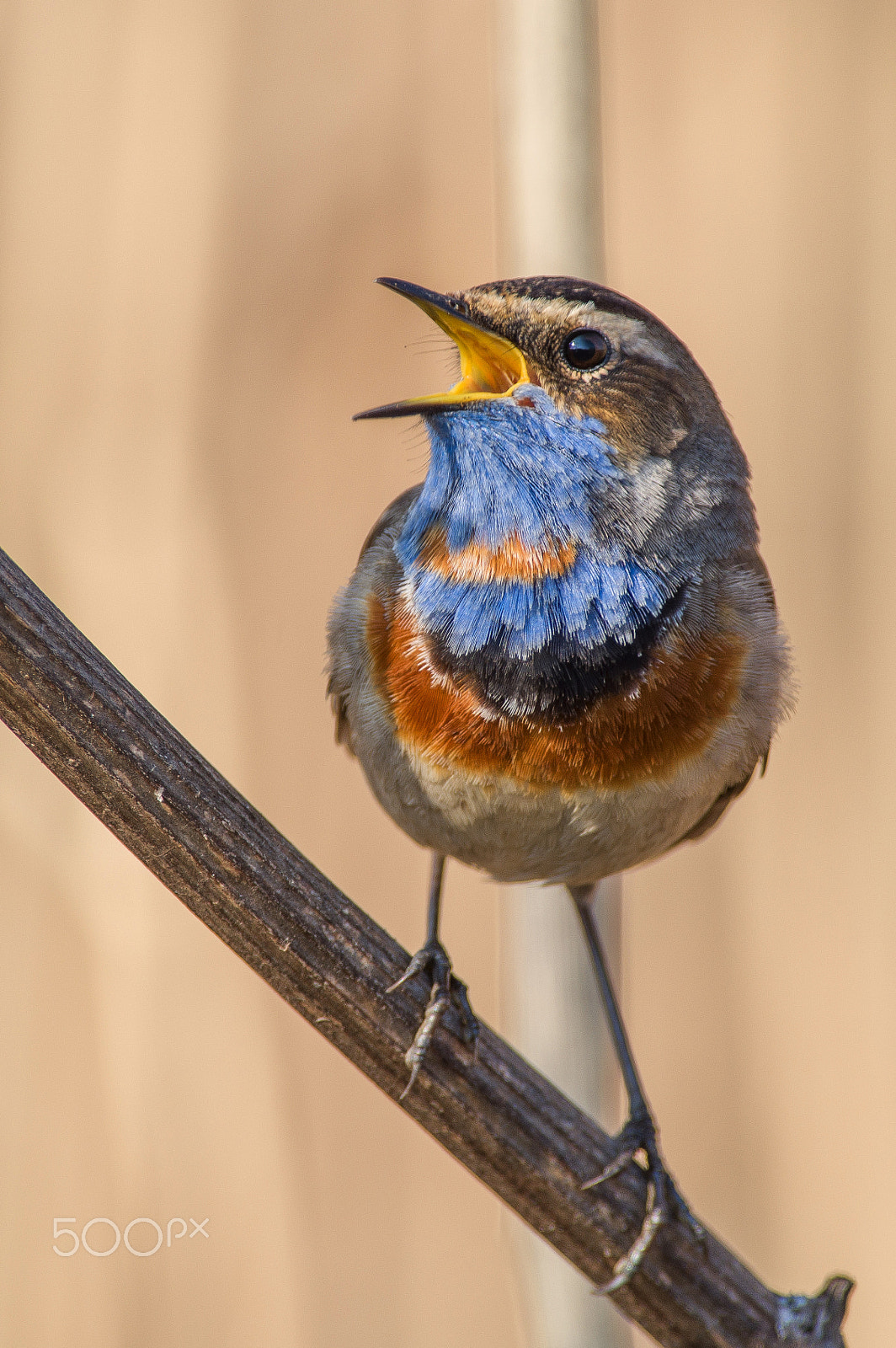 Pentax KP sample photo. Bluethroat photography