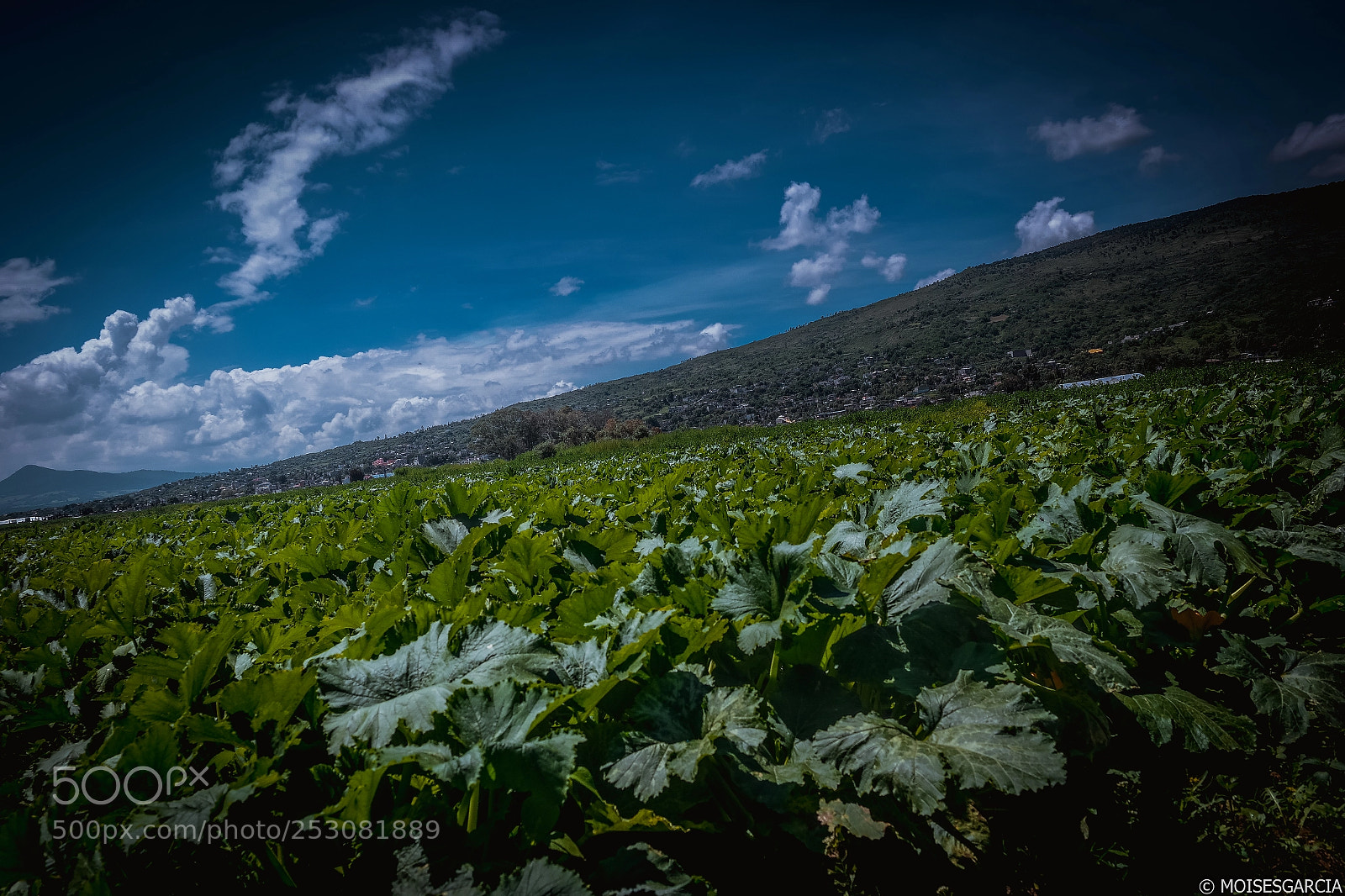 Samsung NX2000 sample photo. Harvest photography
