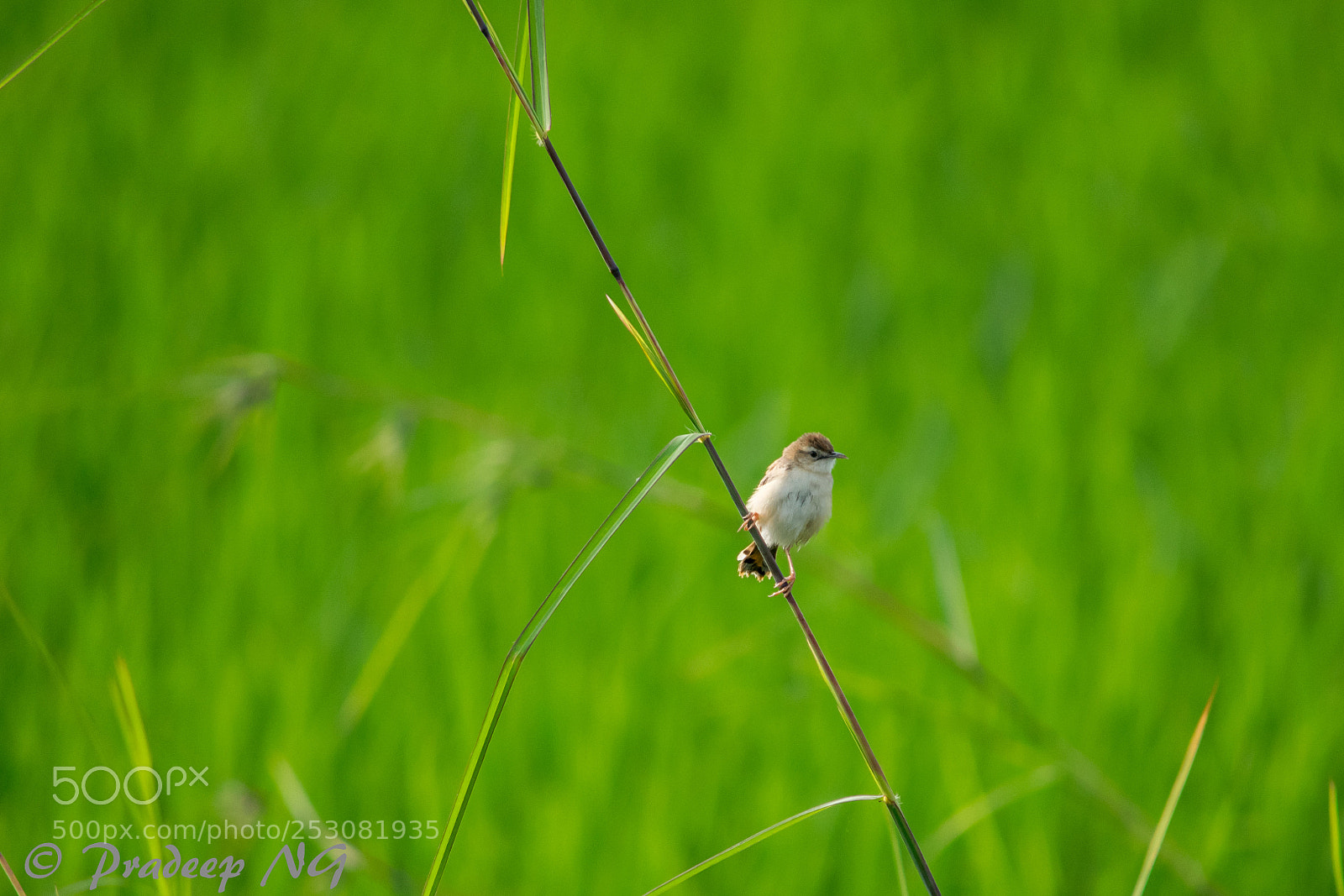 Nikon D3300 sample photo. Tiny bird photography
