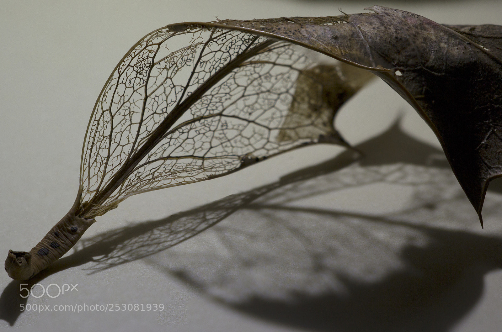 Canon EOS 60D sample photo. Holly leaf photography