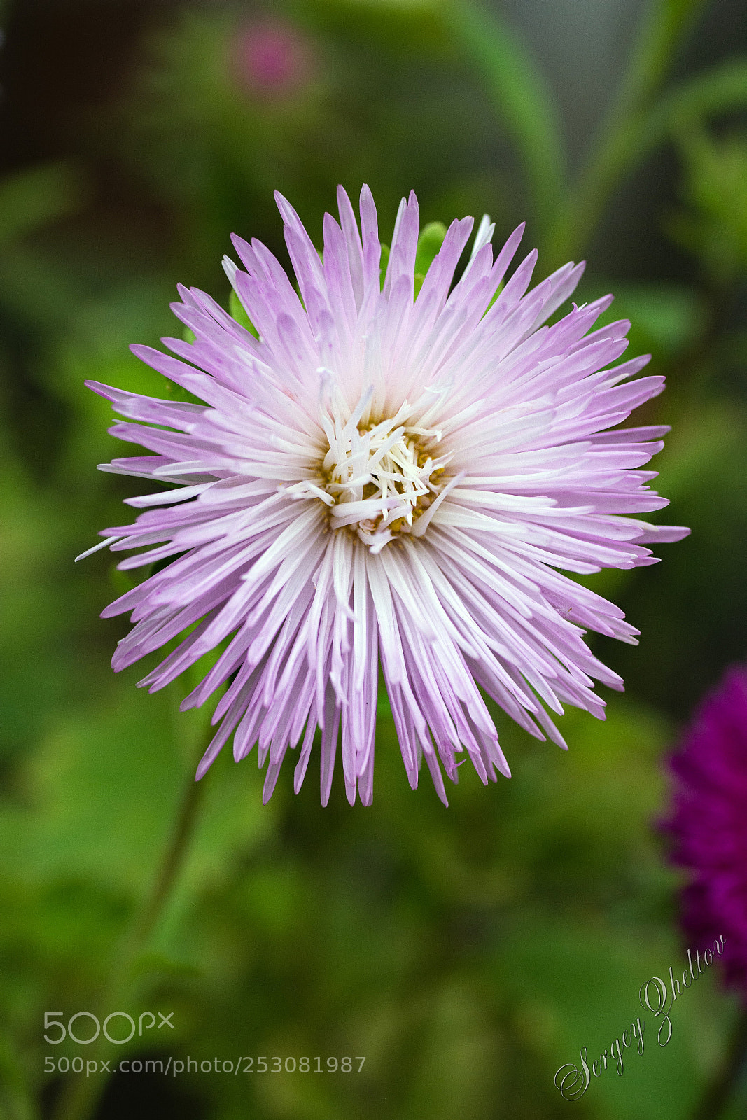 Nikon D7100 sample photo. Chrysanthemum photography