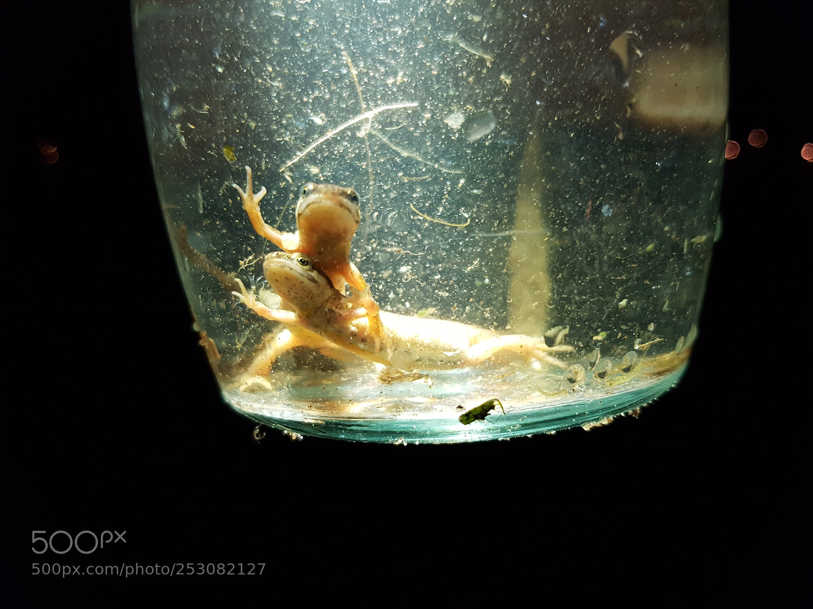 Samsung Galaxy S7 sample photo. Newt by night photography