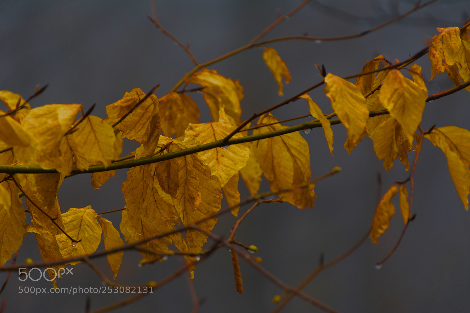 Nikon D7100 sample photo. Super power photography