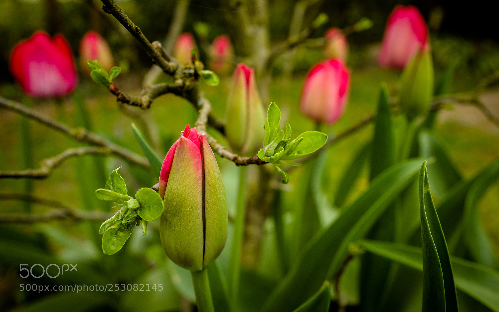 Leica Q (Typ 116) sample photo. Tulips in arms photography