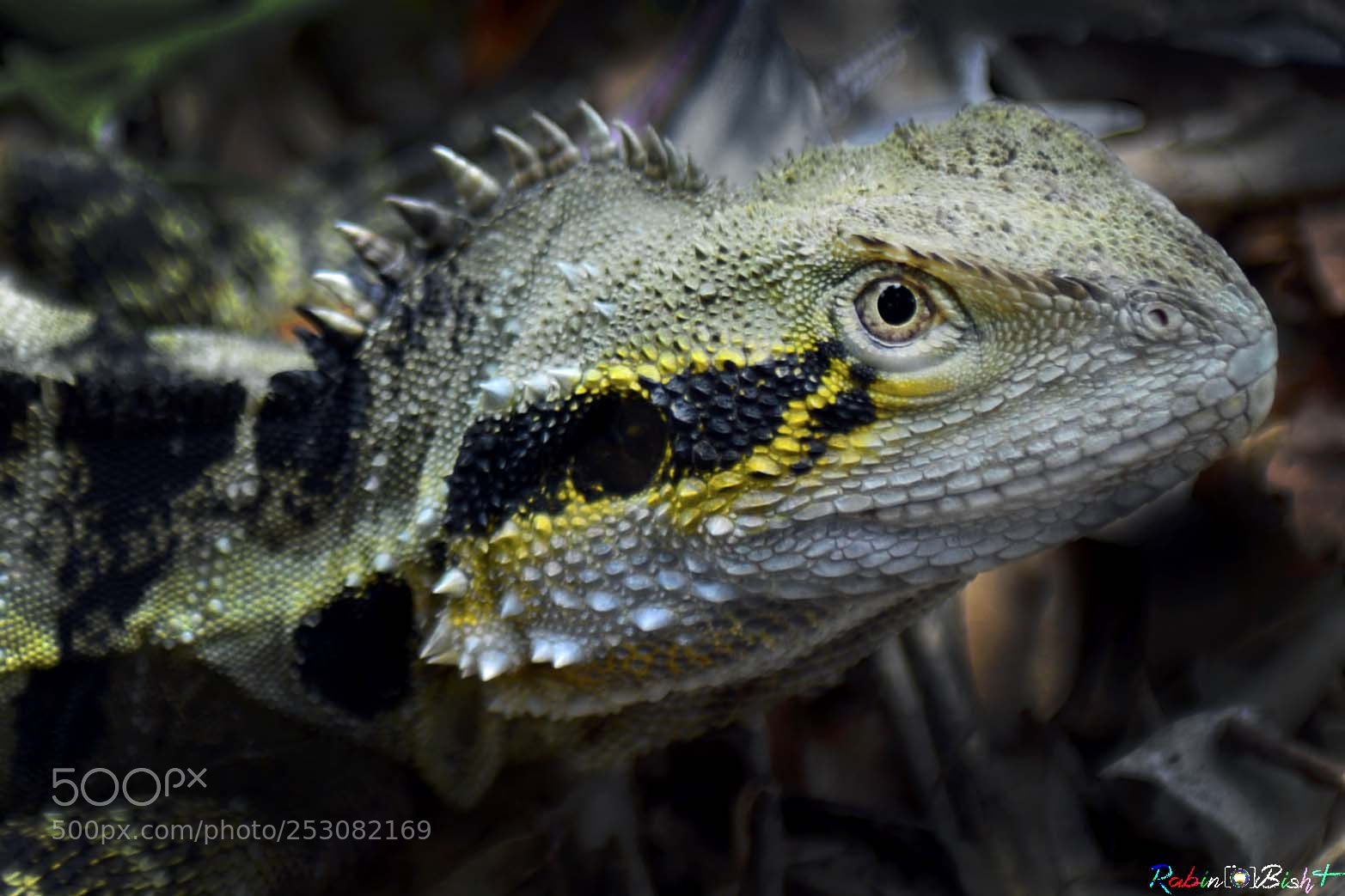 Nikon D800E sample photo. Eyes photography