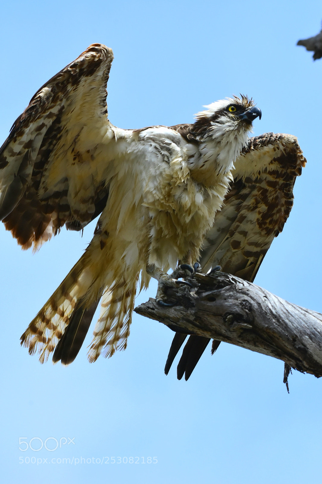 Nikon D7200 sample photo. Osprey - the stare. photography