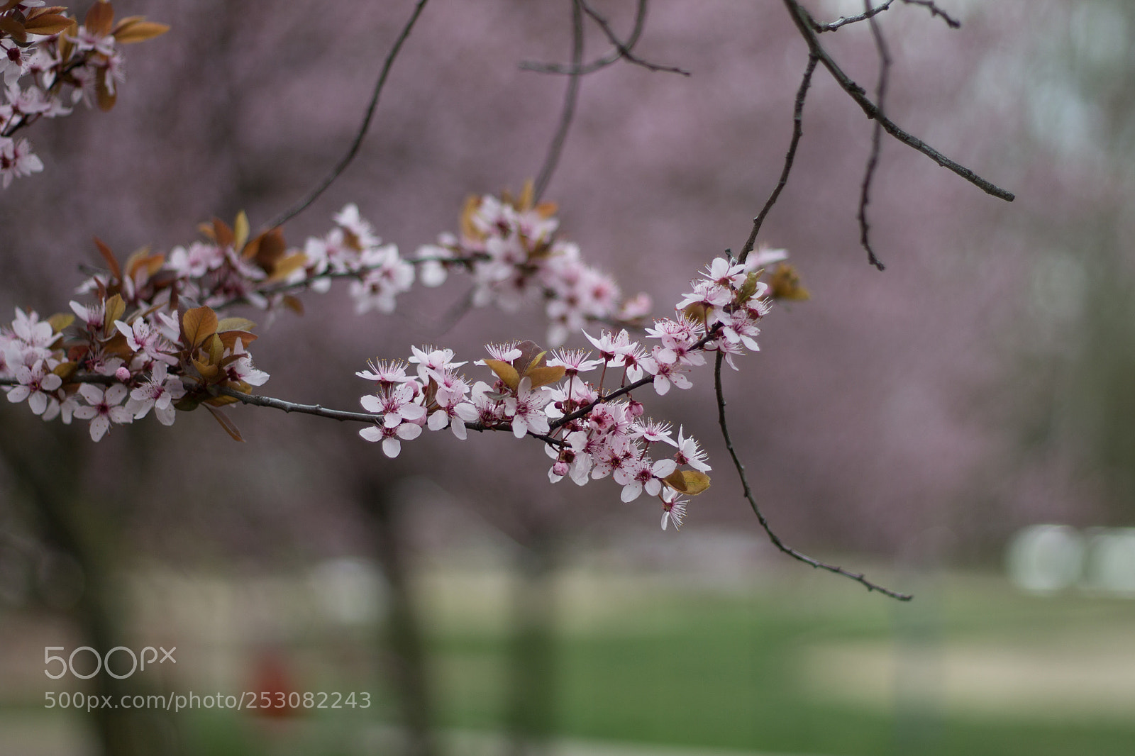 Canon EOS 1100D (EOS Rebel T3 / EOS Kiss X50) sample photo. Cherry flowers photography