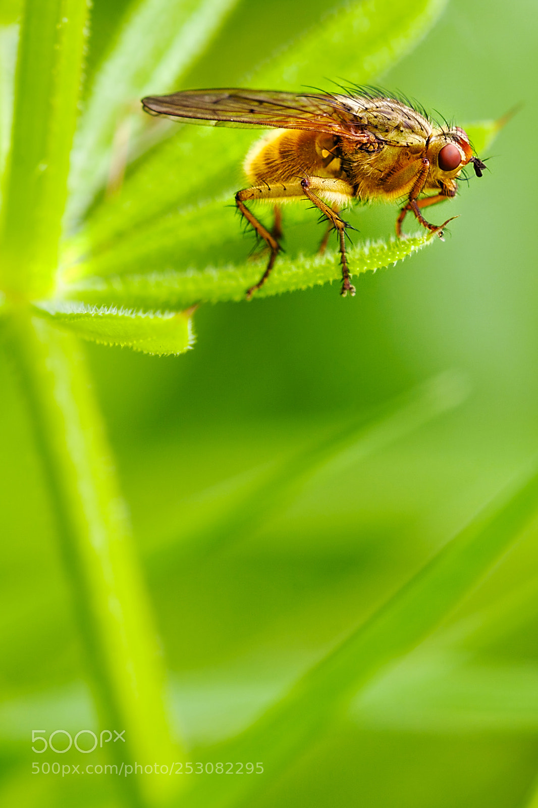 Canon EOS 40D sample photo. Fly (09909) photography