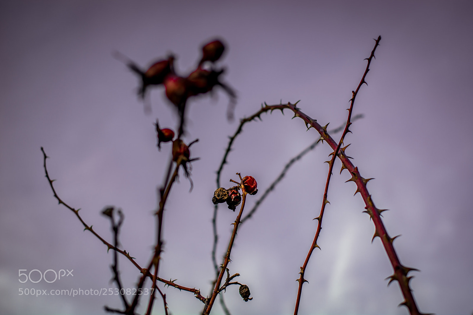 Nikon D5200 sample photo. Untitled photography