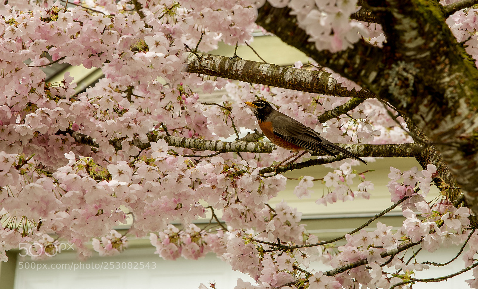 Canon EOS-1D Mark III sample photo. Cherry blossom photography