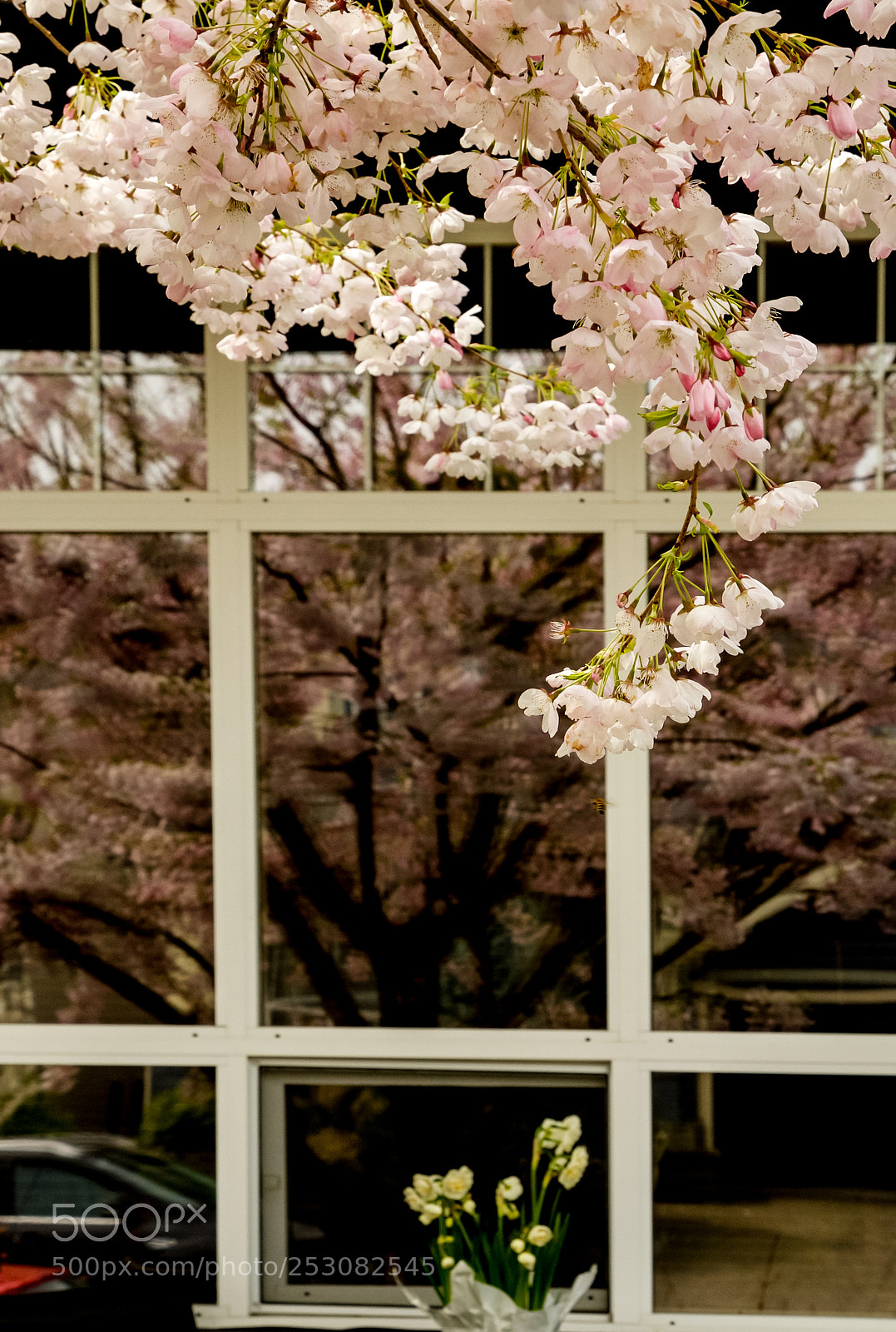 Canon EOS-1D Mark III sample photo. Cherry blossom photography