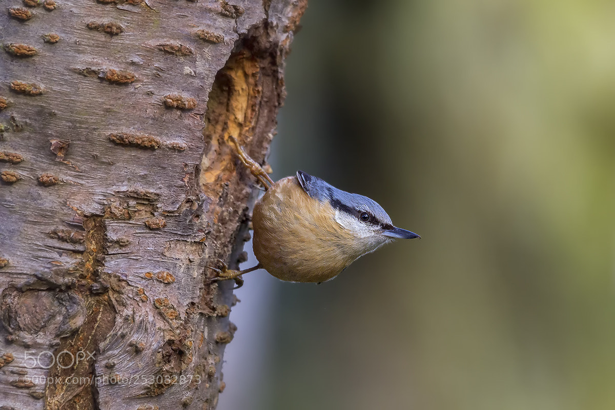 Canon EOS 60D sample photo. Spechtmeise (kleiber) photography