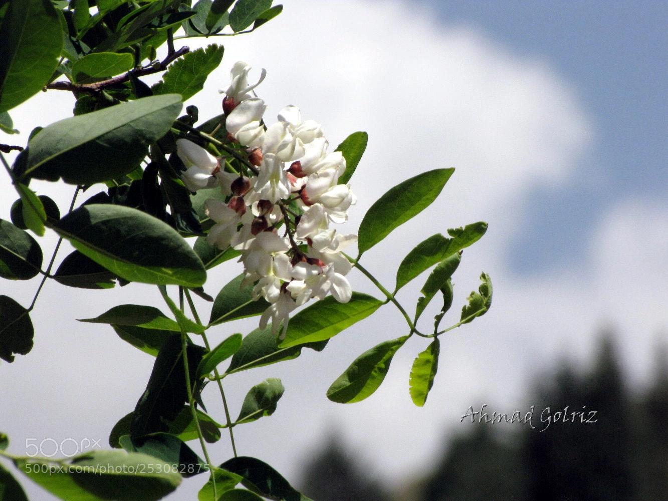 Canon PowerShot SX10 IS sample photo. Besm photography