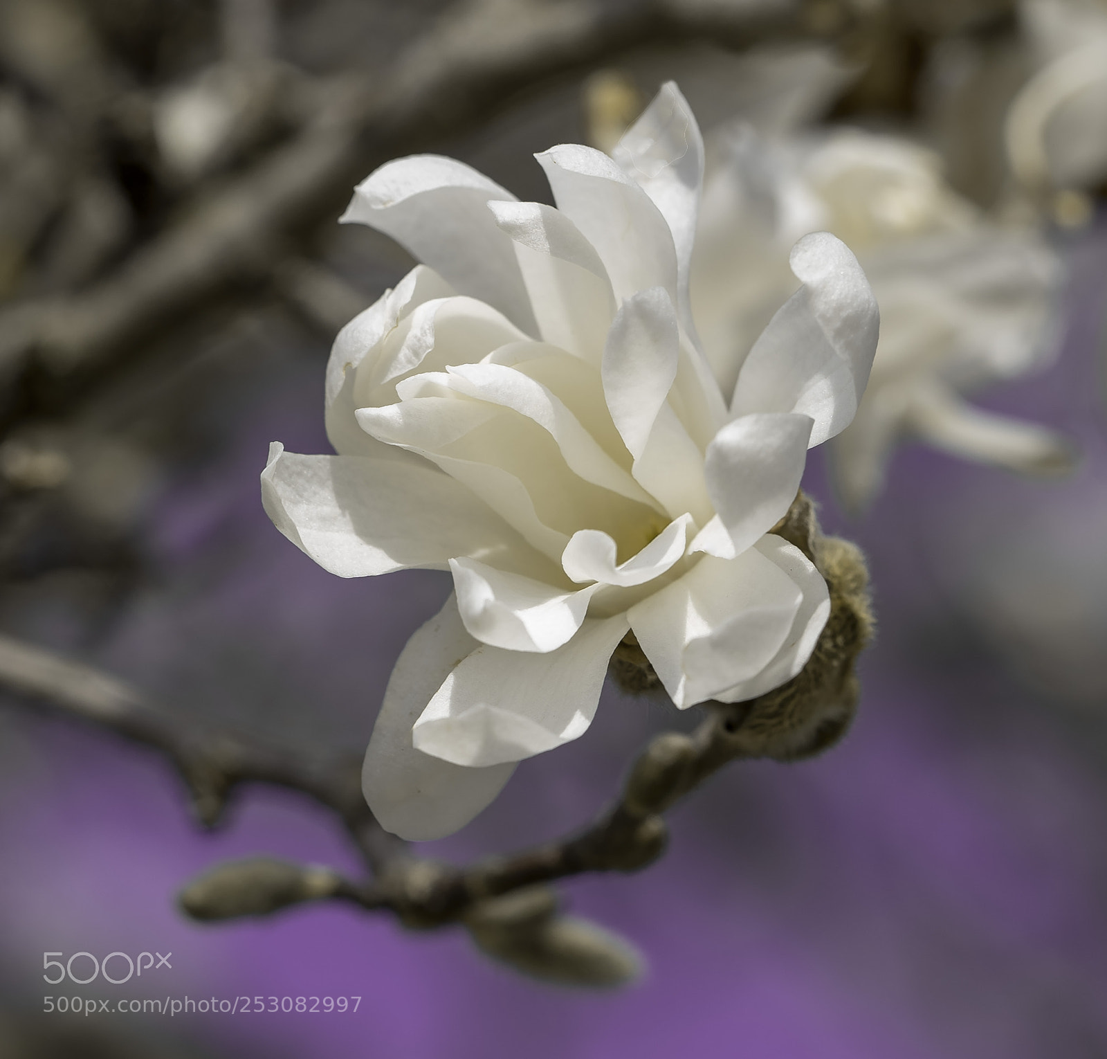 Sony a7 sample photo. Spring magnolia photography