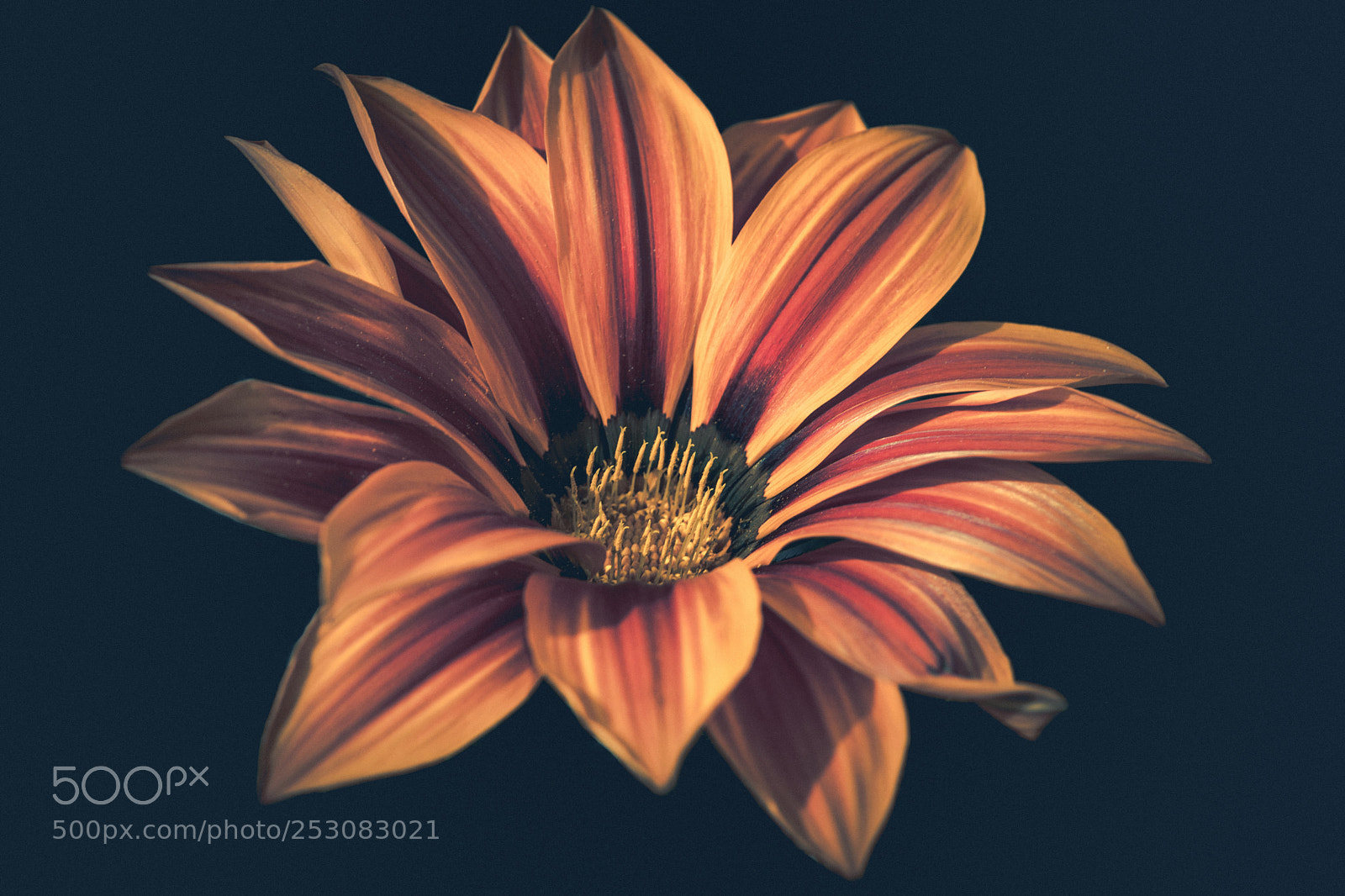 Nikon D7200 sample photo. Flemmeflower photography