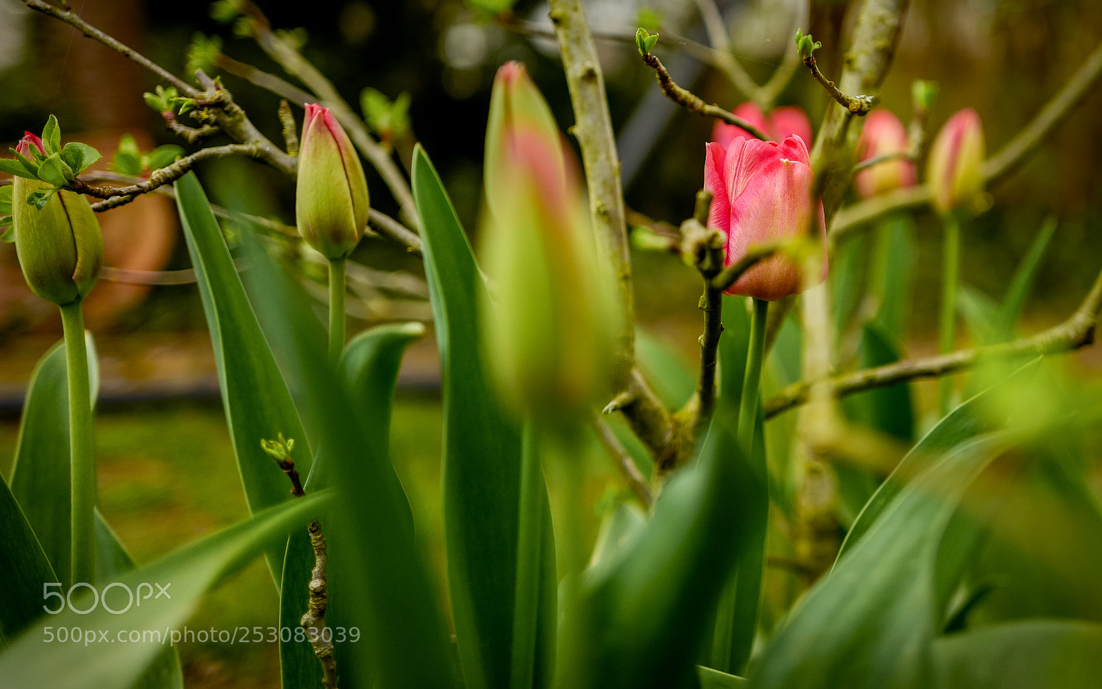 Leica Q (Typ 116) sample photo. Tulips where is the photography