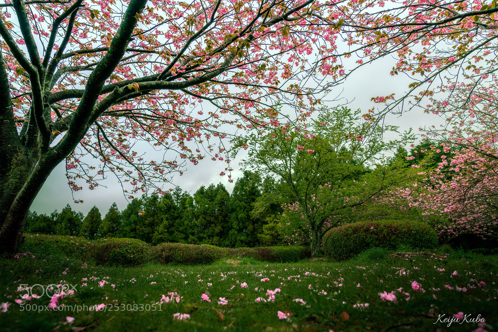 Sony a7R III sample photo. Sakura fever photography
