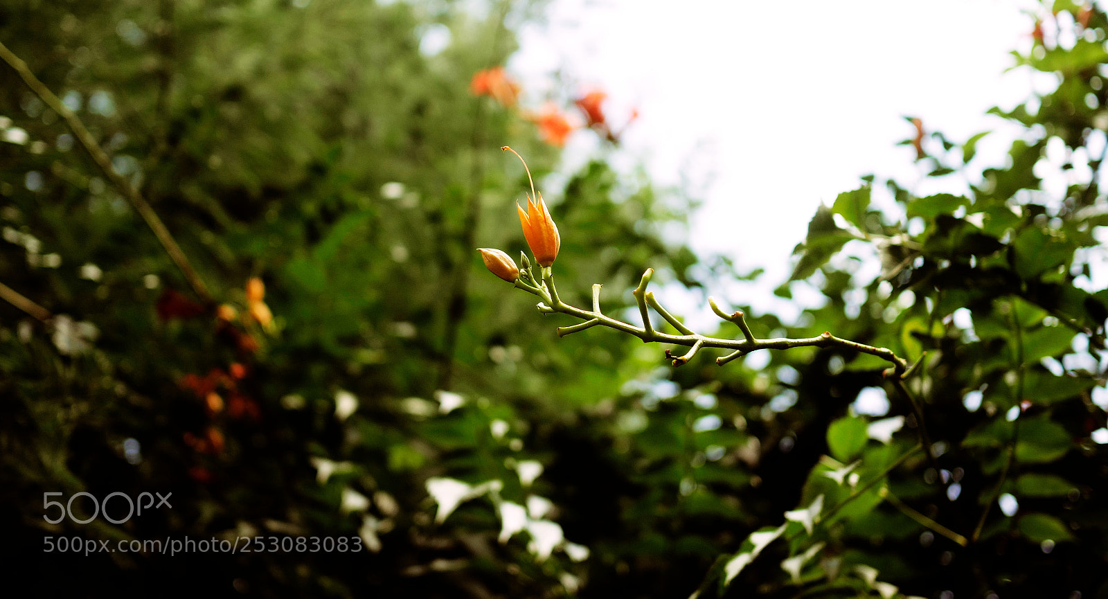 Panasonic Lumix DC-GH5 sample photo. Longue attente de l' photography