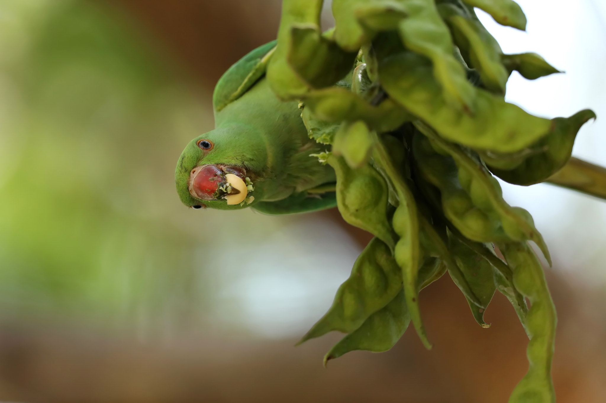 Canon EF 500mm F4L IS II USM sample photo. Rose ringed parakeet photography