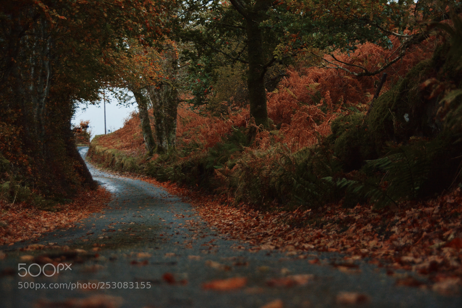 Nikon D7100 sample photo. An autumn path photography