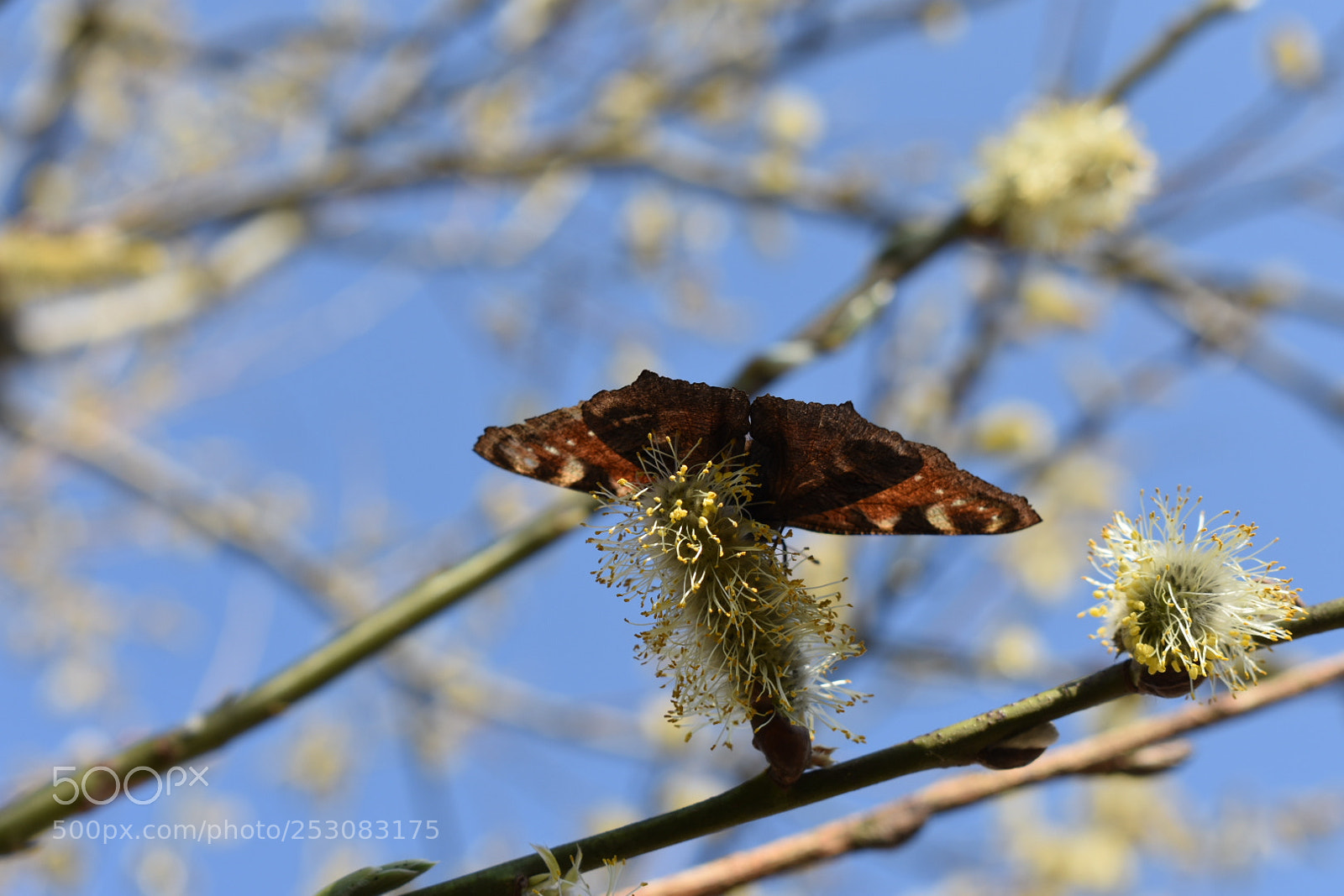 Nikon D3400 sample photo. Untitled photography