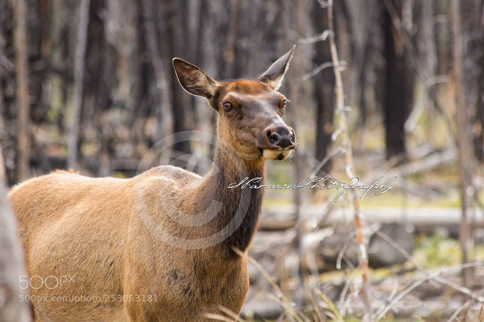 Canon EOS 60D sample photo. Momma elk photography