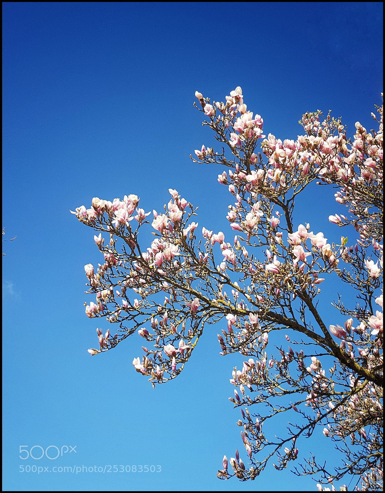 Samsung Galaxy S8 sample photo. Un air de printemps photography