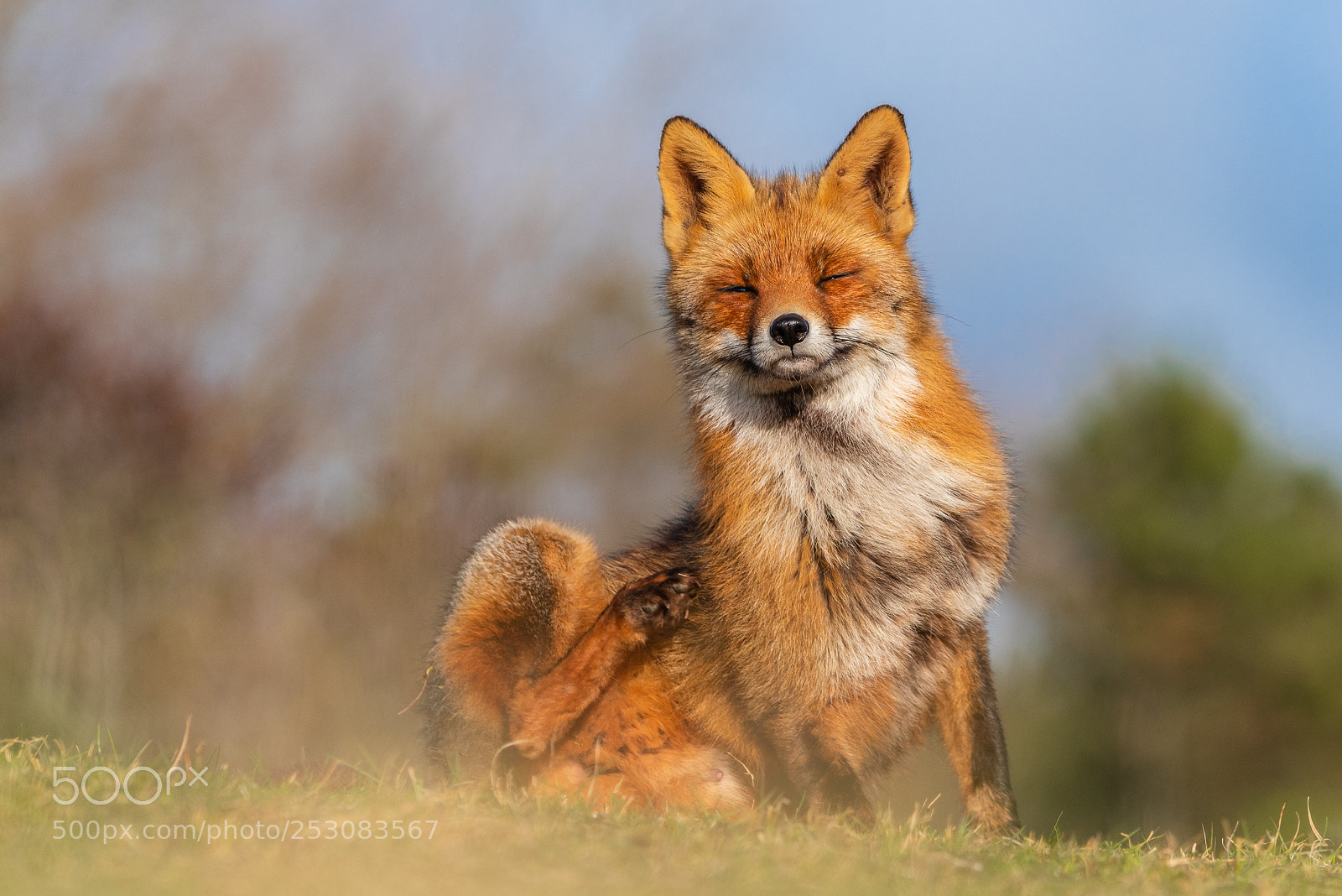 Nikon D810 sample photo. "itchy foxy" photography