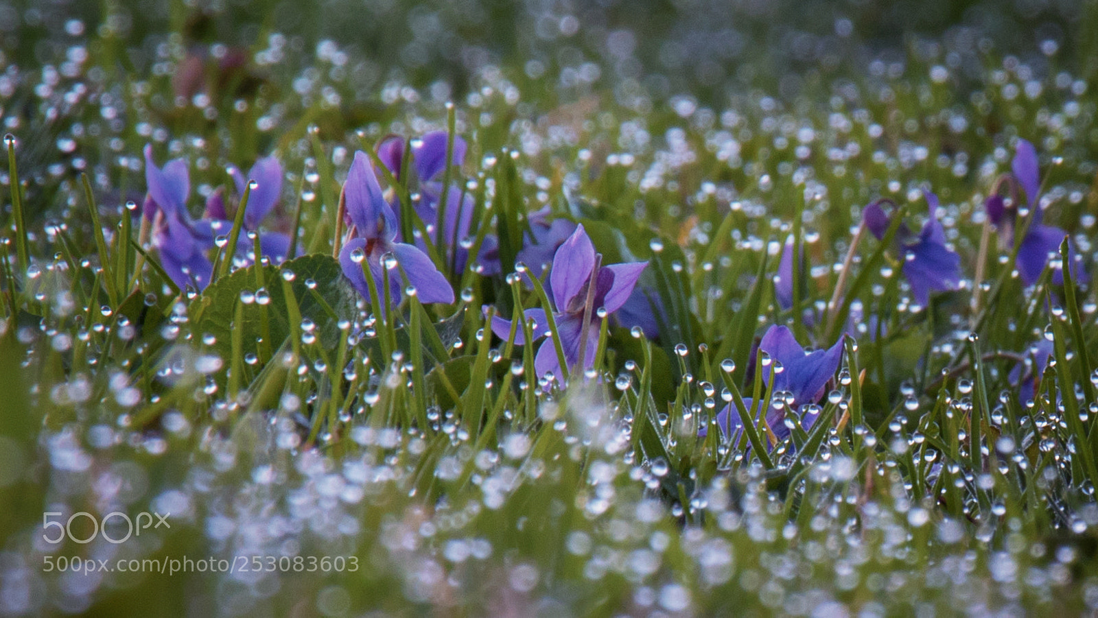 Canon EOS 80D sample photo. Viola odorata photography