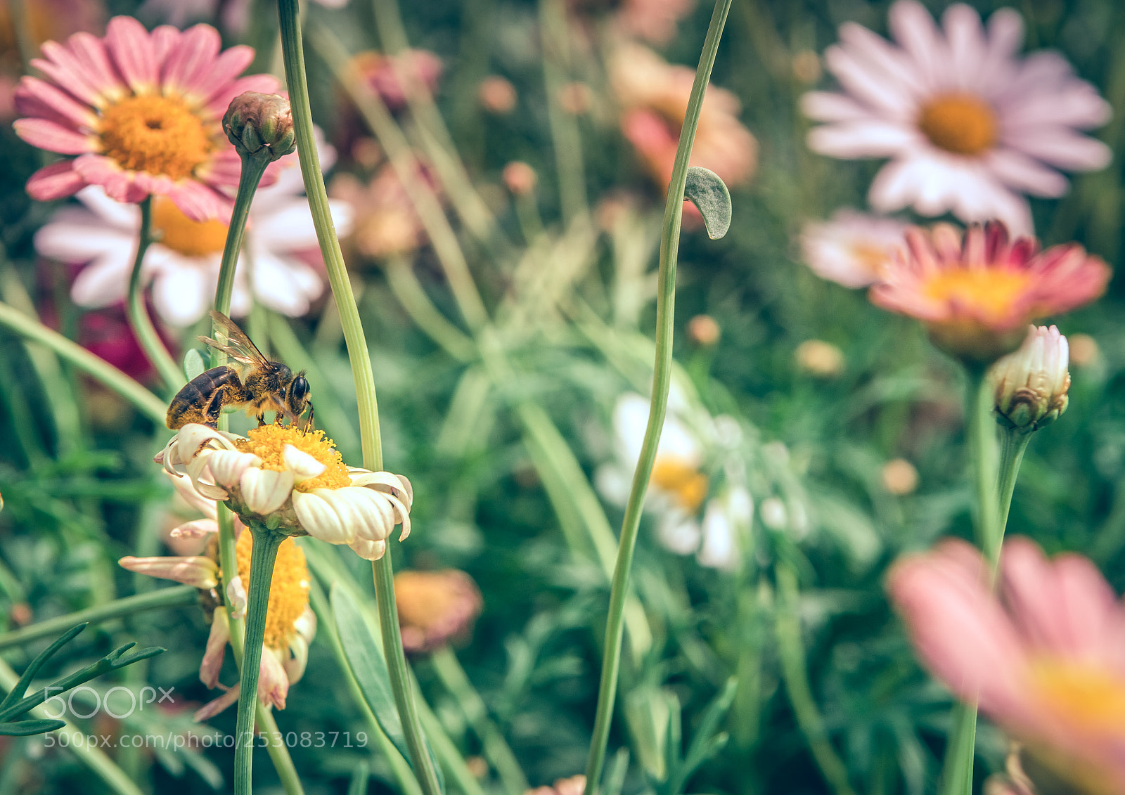 Nikon D7200 sample photo. Mother nature soldiers photography