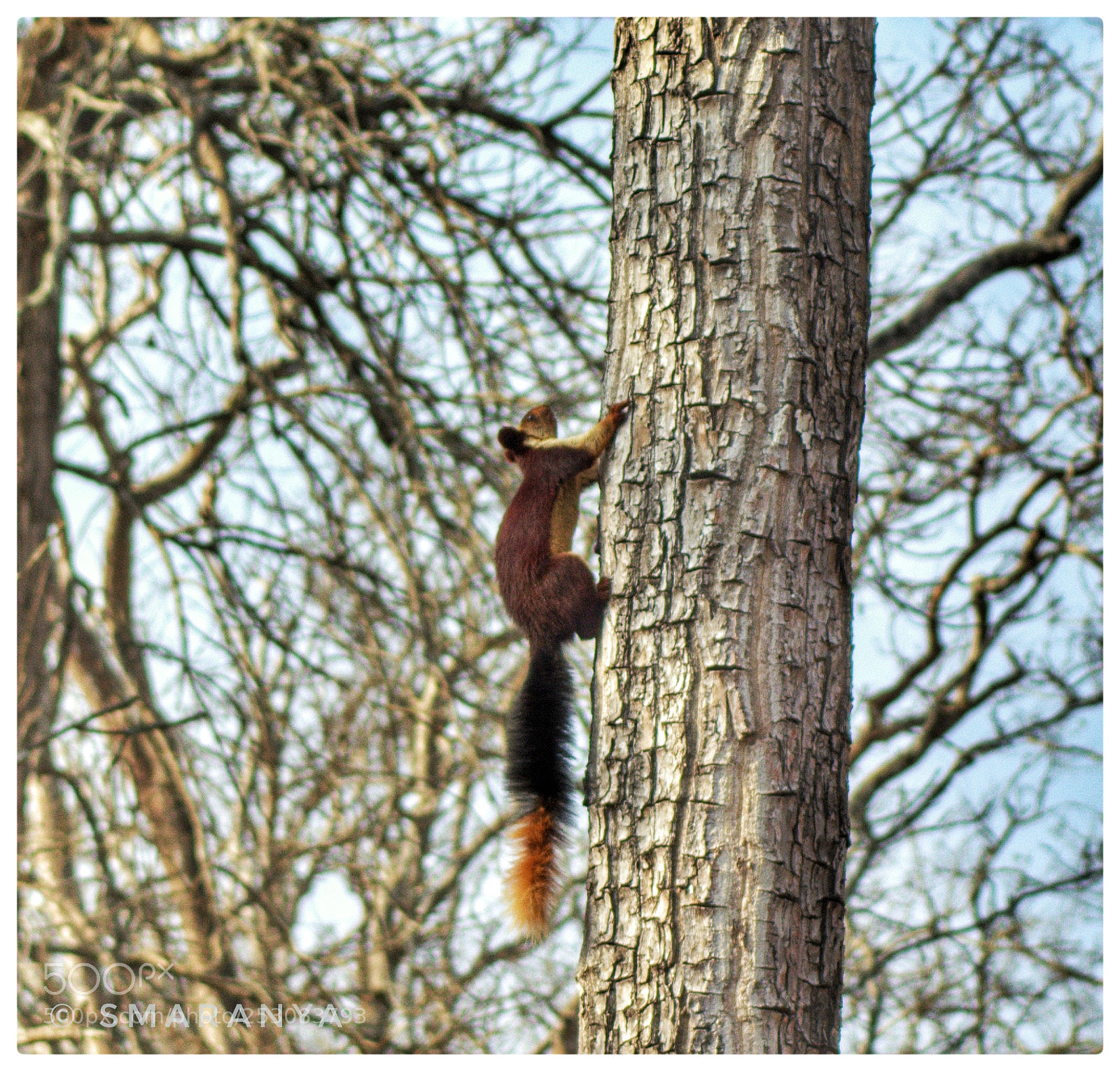 Nikon D5200 sample photo. Malabar squirrel photography