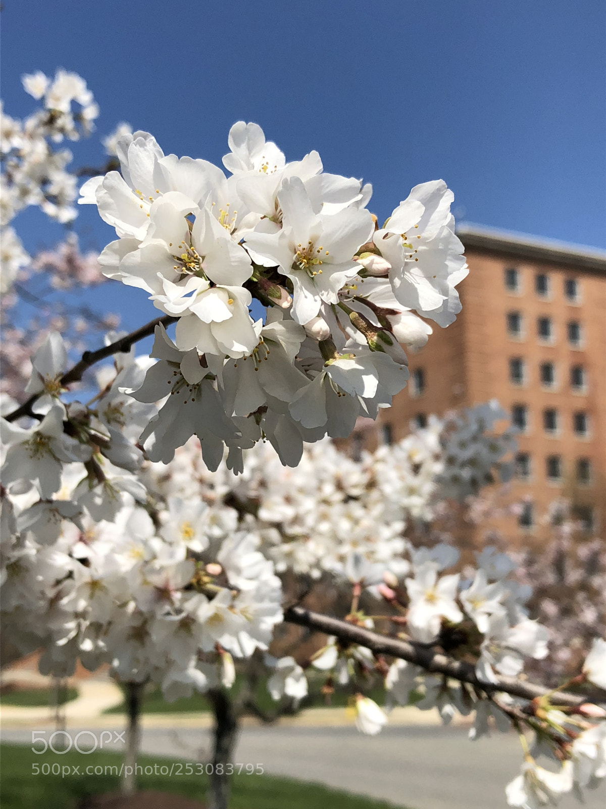 Apple iPhone 8 sample photo. Blooming photography