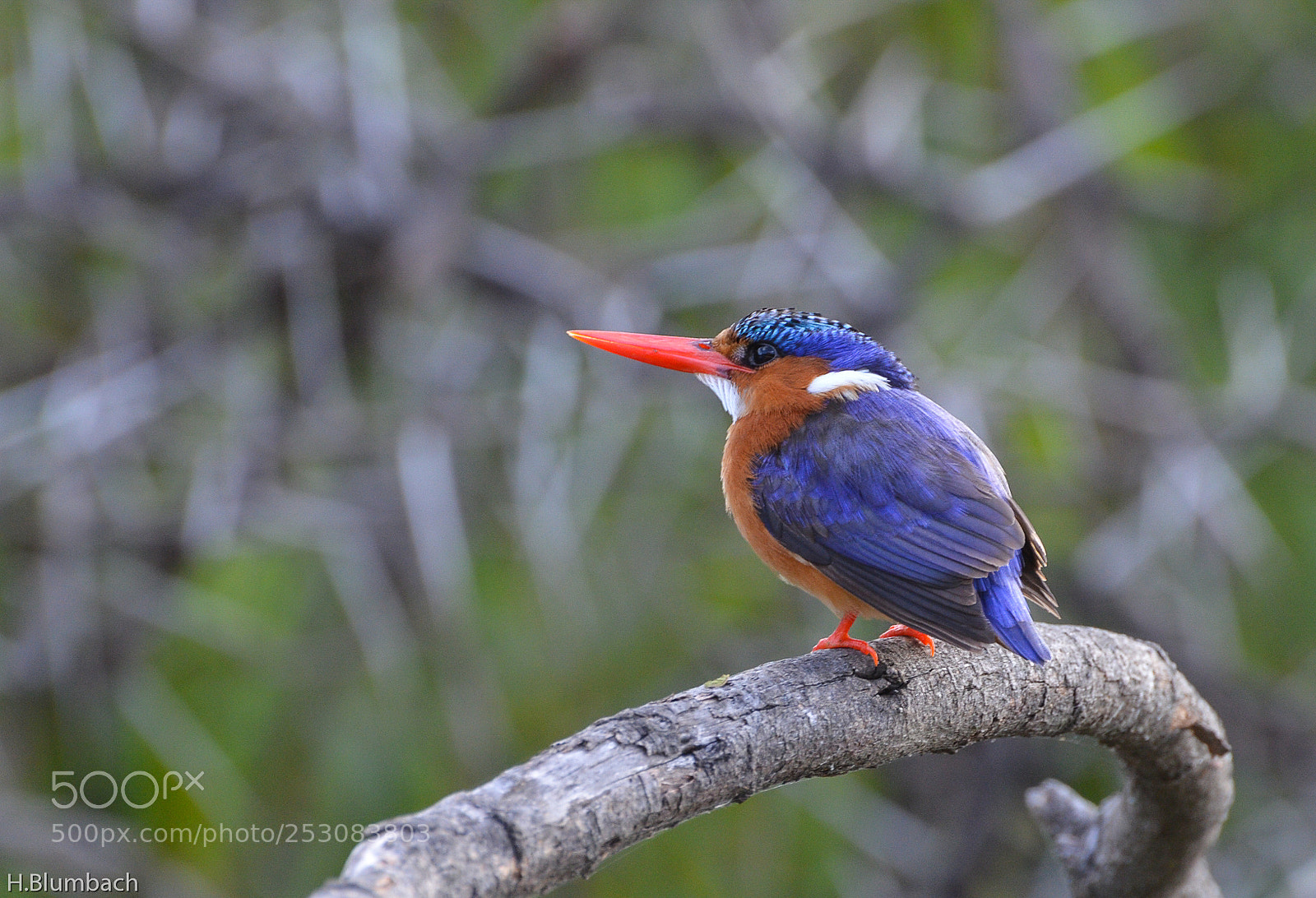 Nikon D7000 sample photo. Malachite kingfisher photography
