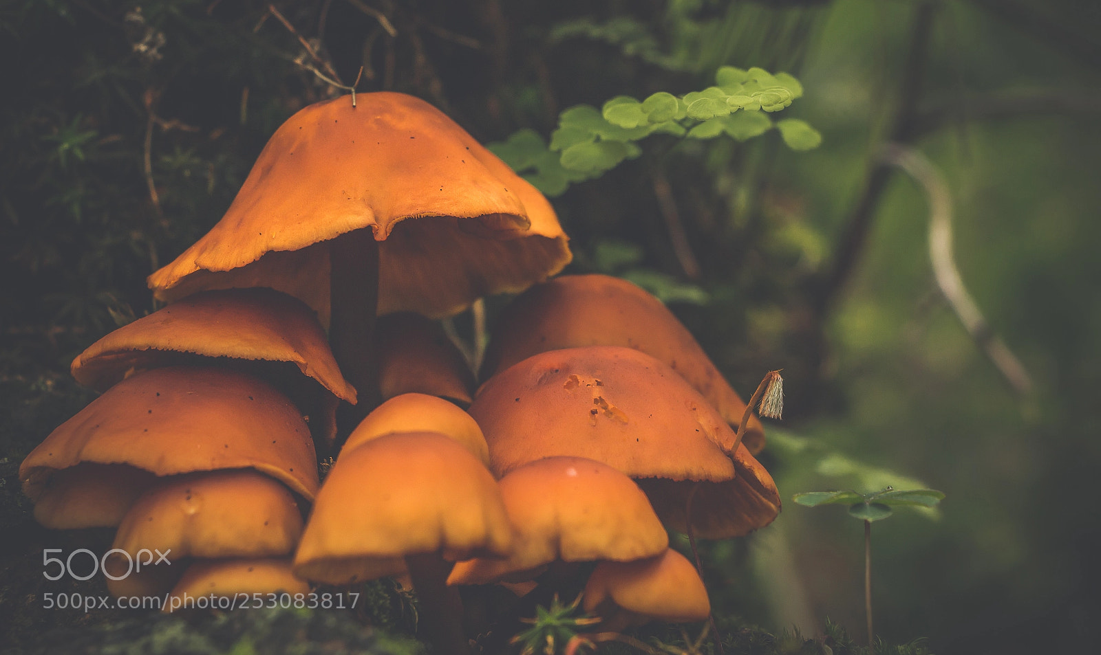 Canon EOS 70D sample photo. Mushrooms forest photography