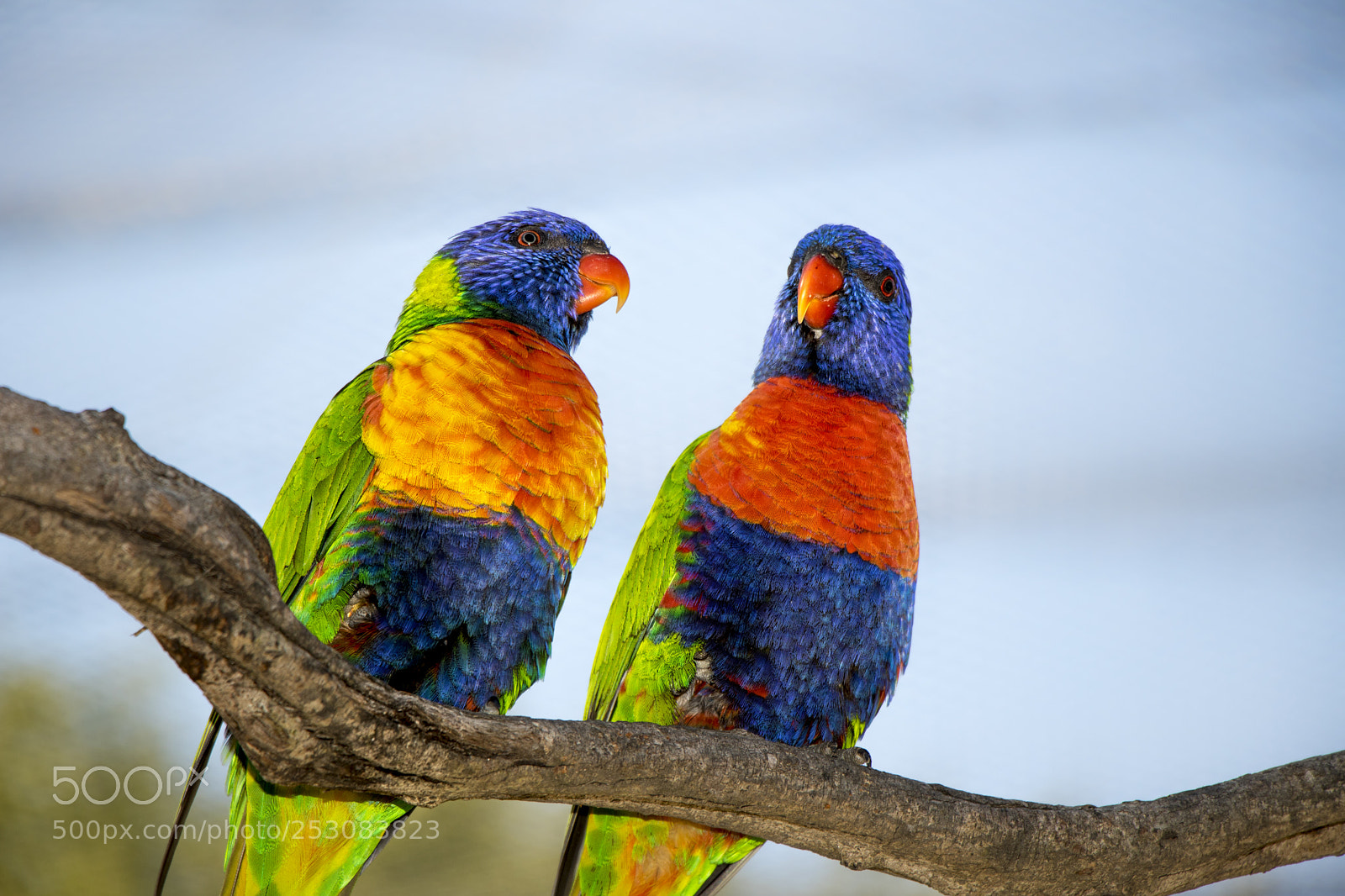 Canon EOS 750D (EOS Rebel T6i / EOS Kiss X8i) sample photo. Parrots photography