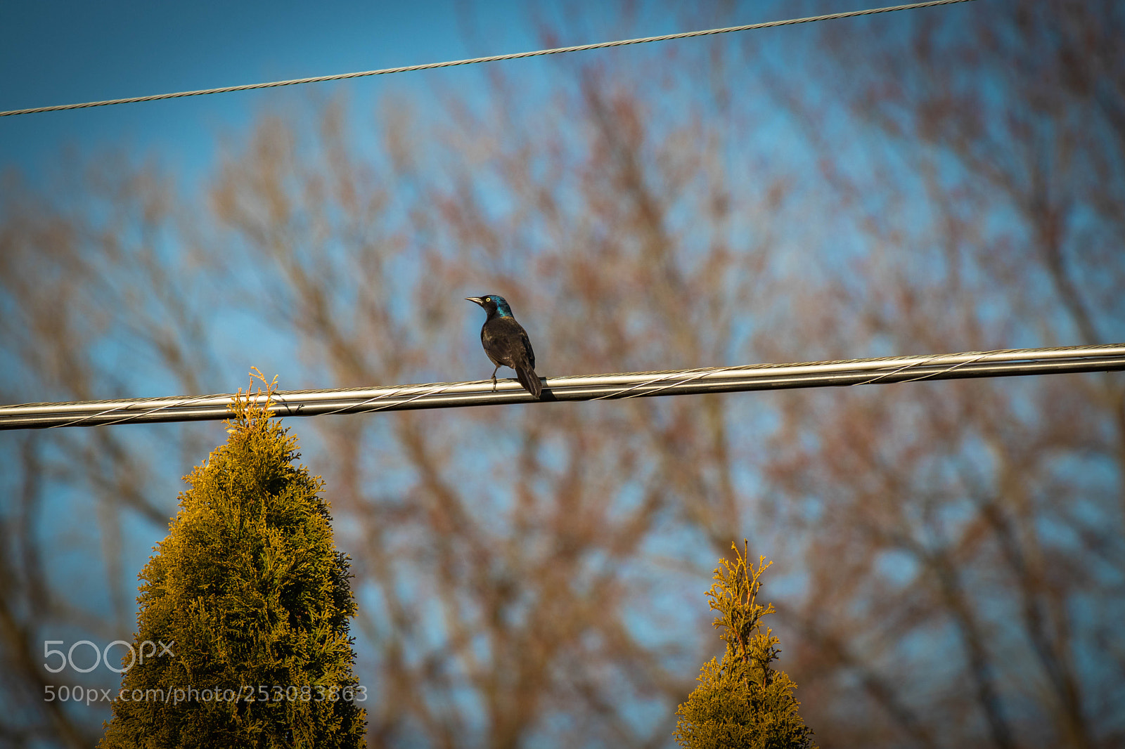 Canon EOS 80D sample photo. Starling photography