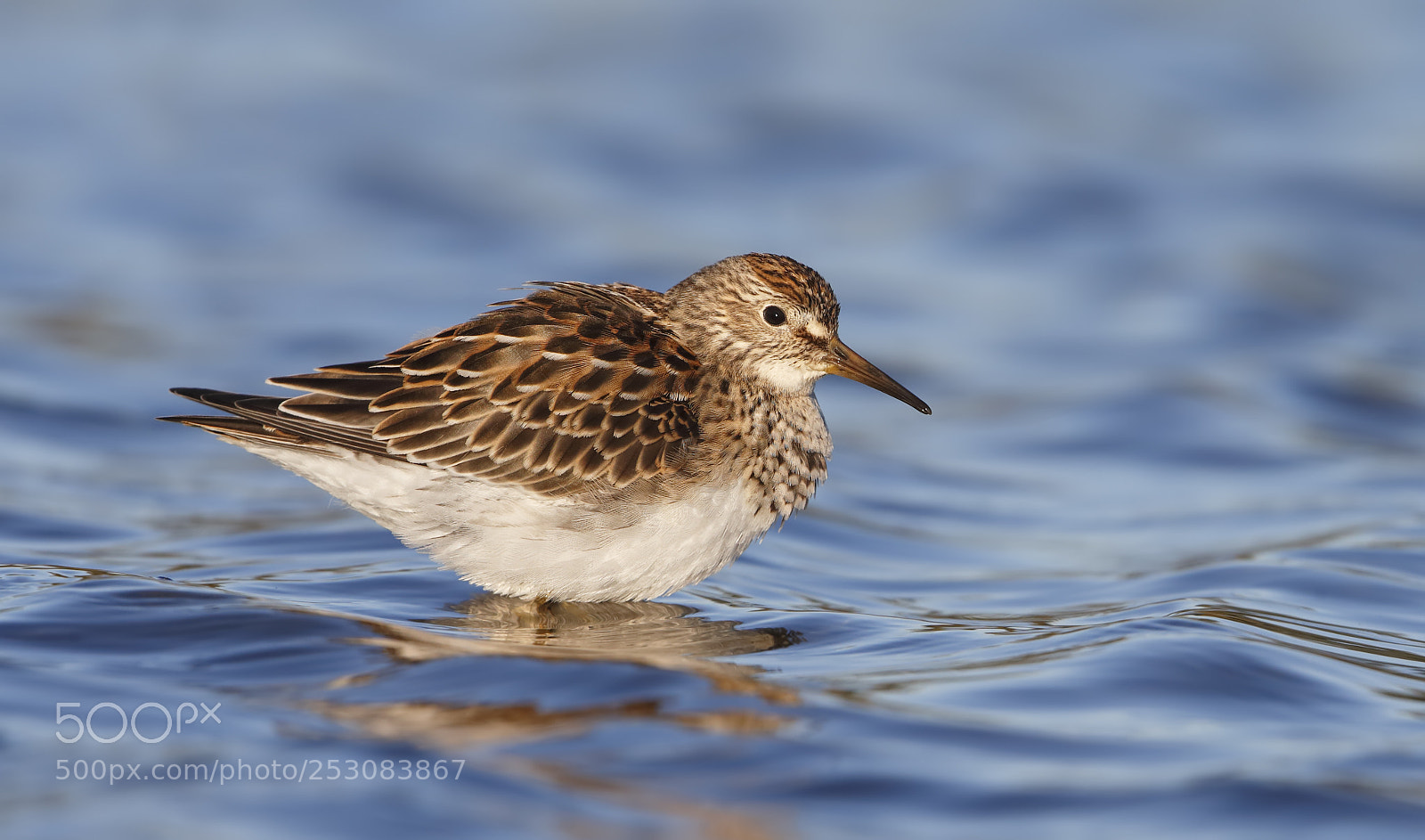 Canon EOS-1D X sample photo. Pectoral sandpiper photography